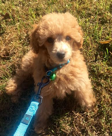 A small poodle puppy is sitting in the grass on a leash.