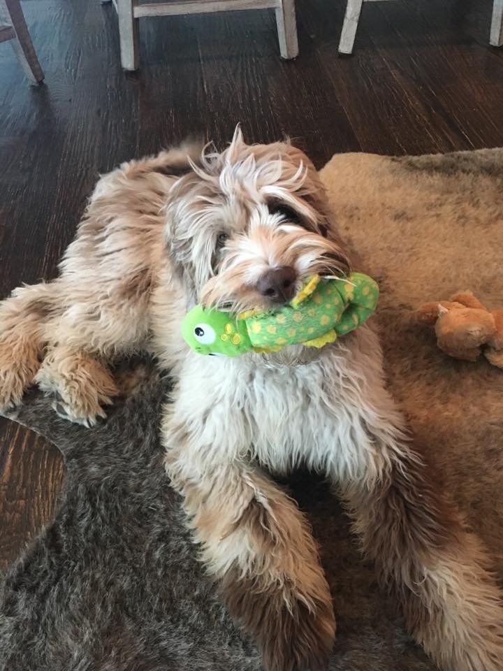 A dog is laying on the floor with a toy in its mouth.