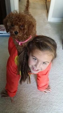 A little girl is crawling on the floor with a poodle on her back.