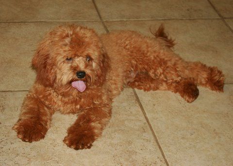 A small brown dog is laying on a tiled floor with its tongue hanging out.