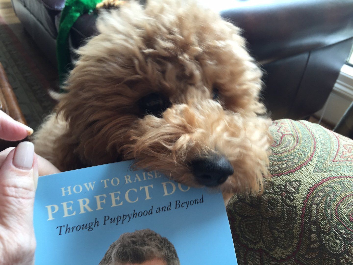A person is holding a book about how to raise a perfect dog