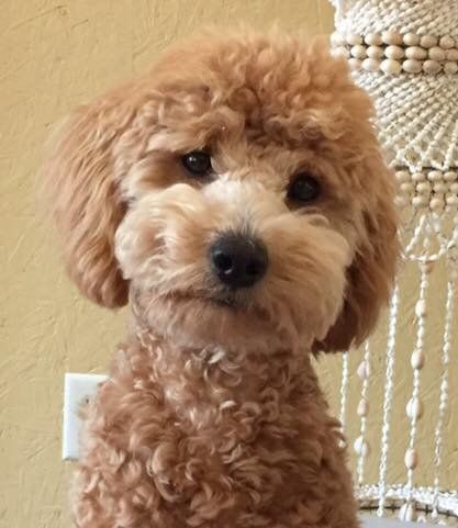 A brown and white poodle is sitting in front of a chandelier.