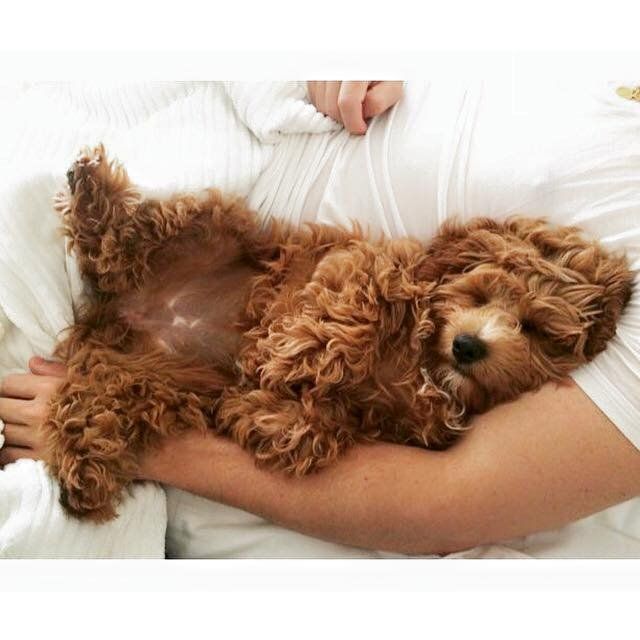 A person is holding a small brown dog in their arms.