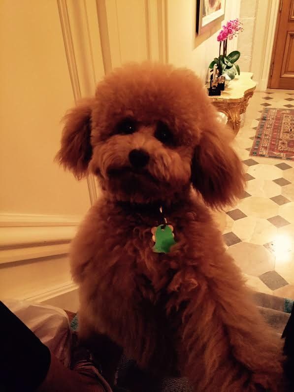 A small brown poodle is sitting on a person 's lap in a hallway.