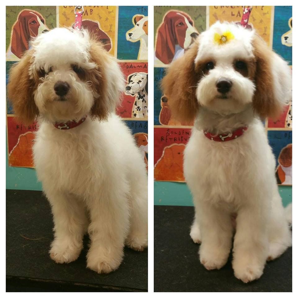 Two pictures of a dog before and after being groomed