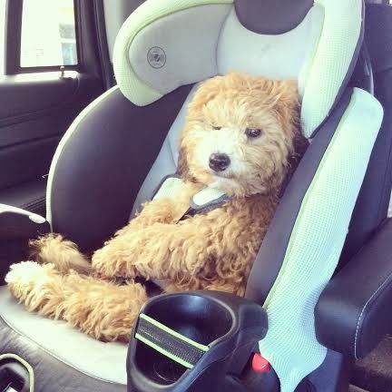 A dog is sitting in a car seat next to a cup holder