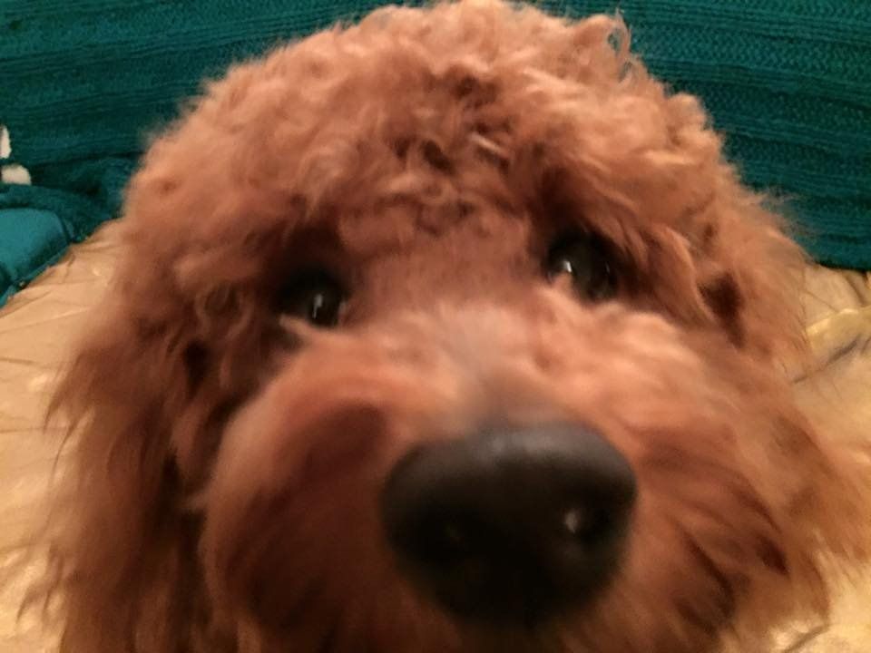 A close up of a brown dog looking at the camera.