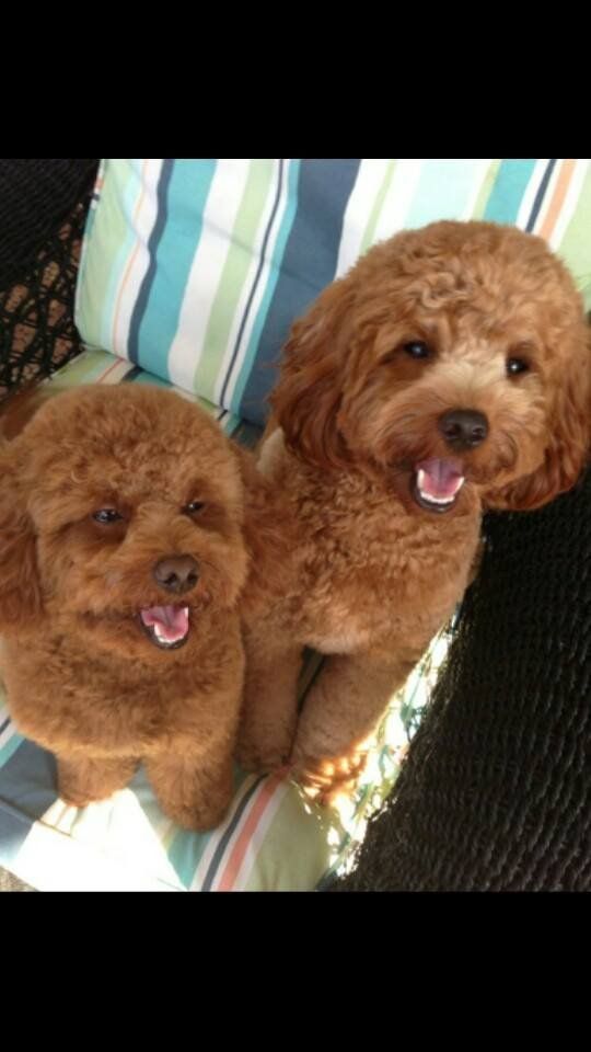 Two brown poodles are sitting next to each other on a couch.