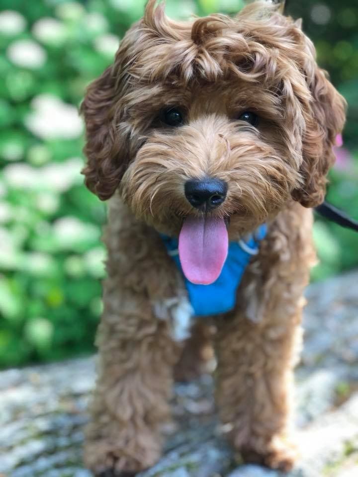 A small brown dog wearing a blue harness is standing on a rock with its tongue hanging out.