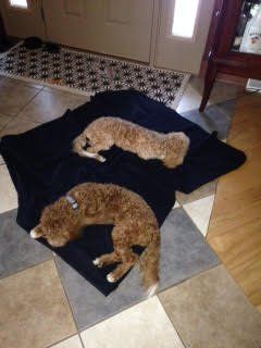 Two cats are laying on a black blanket on the floor.