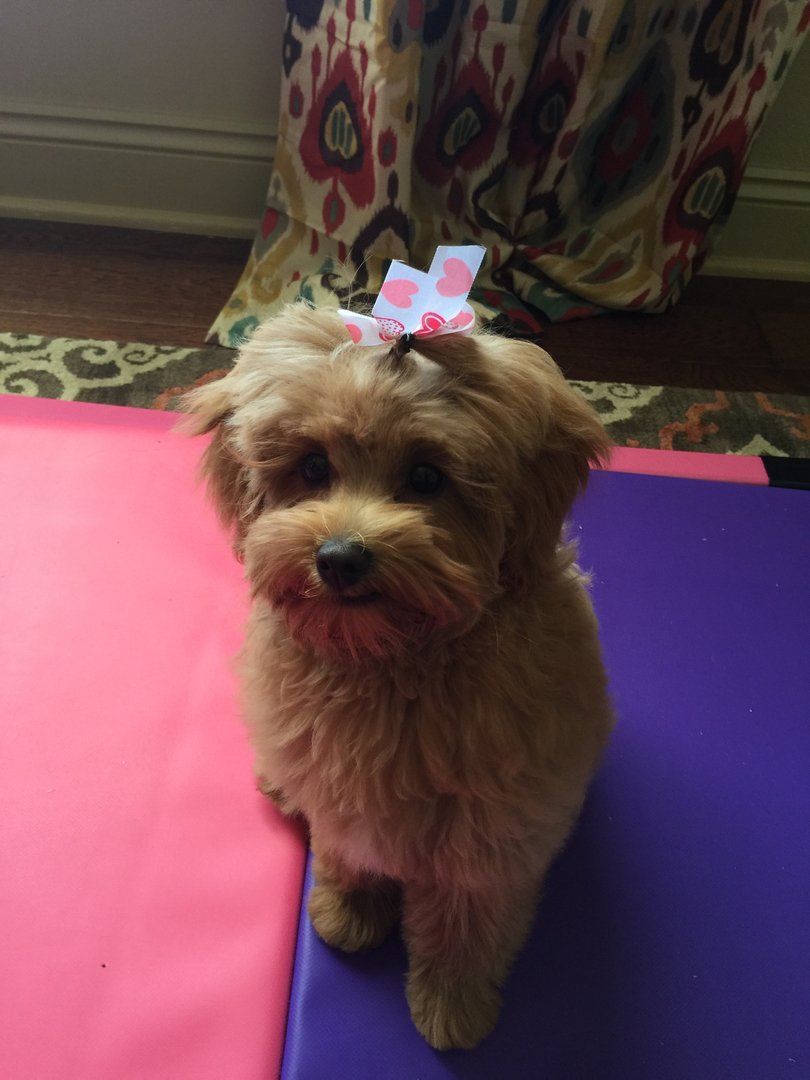 A small brown dog with a bow on its head