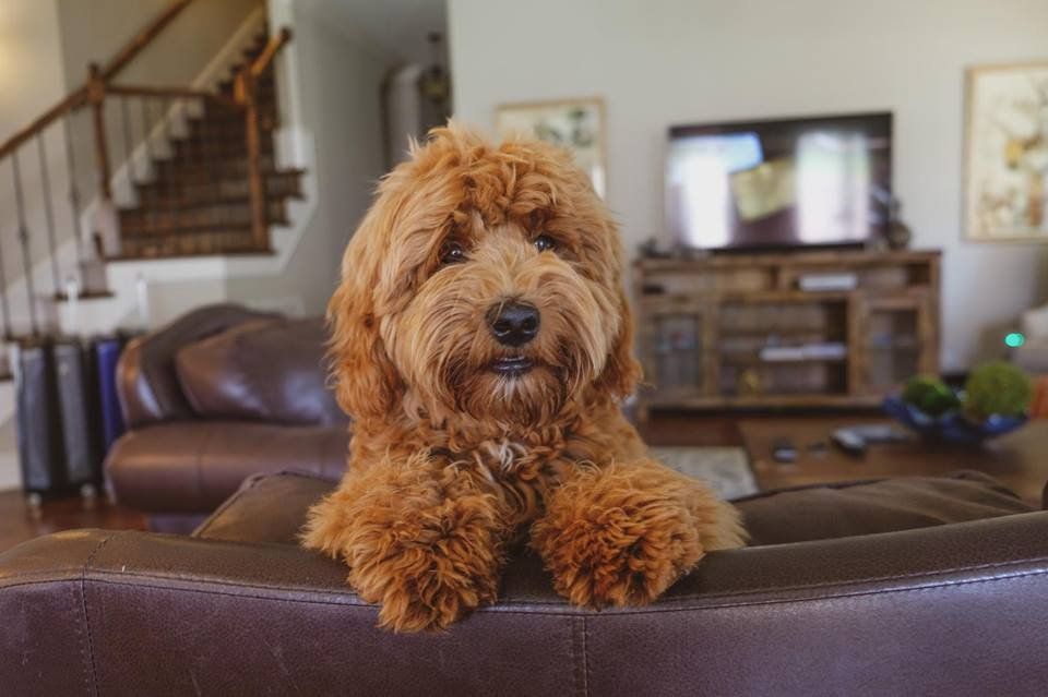 A brown dog is sitting on a brown couch in a living room.