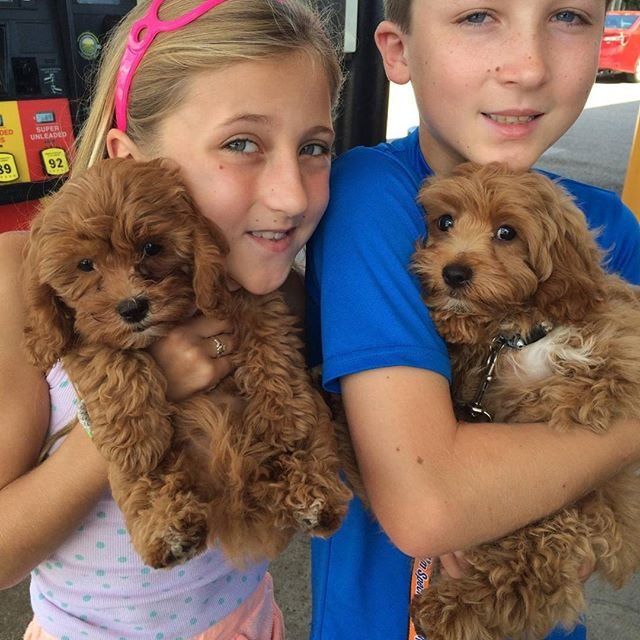 A boy and a girl are holding two brown puppies