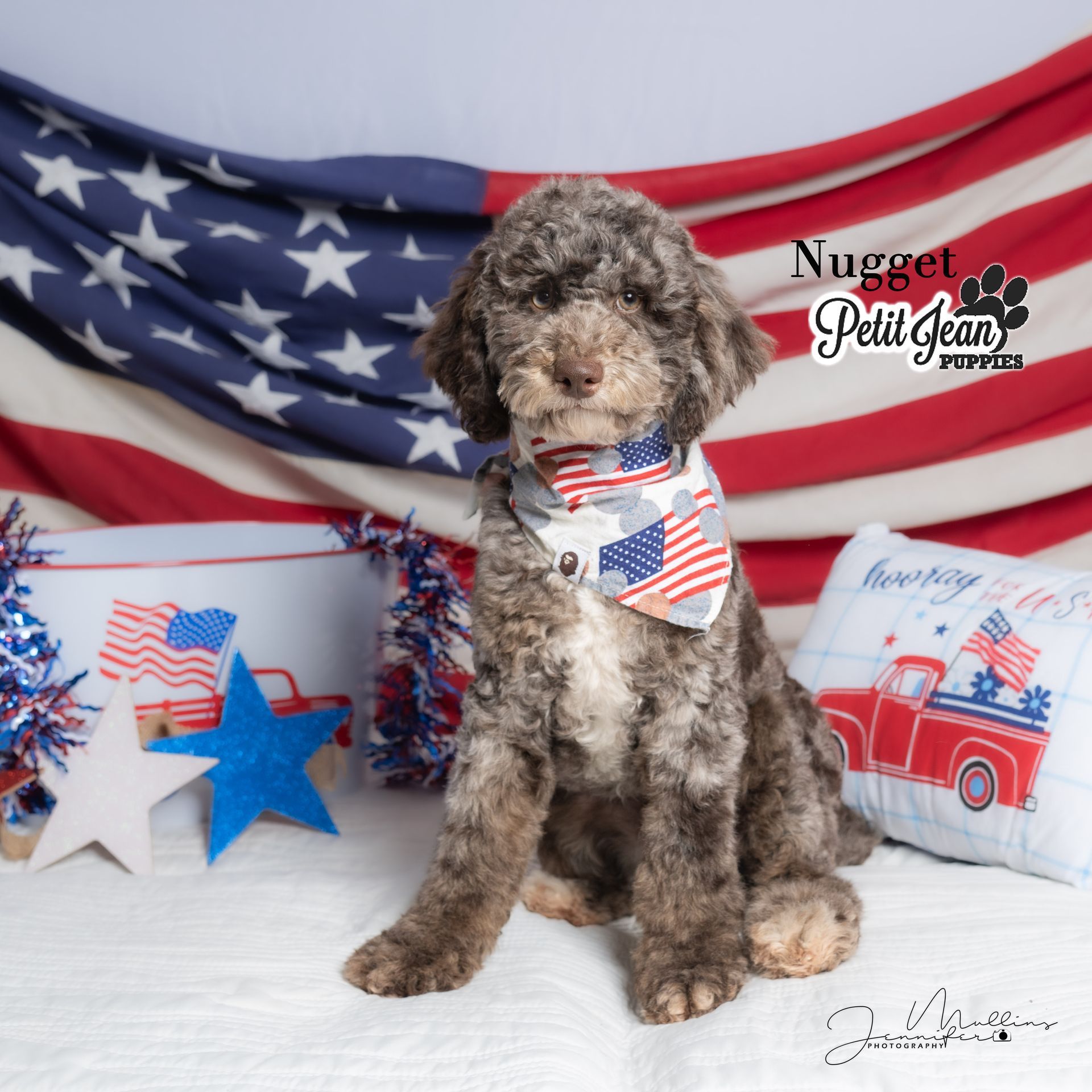 Curly gray dog wearing a patriotic scarf sits before an American flag backdrop with red, white, and blue decor