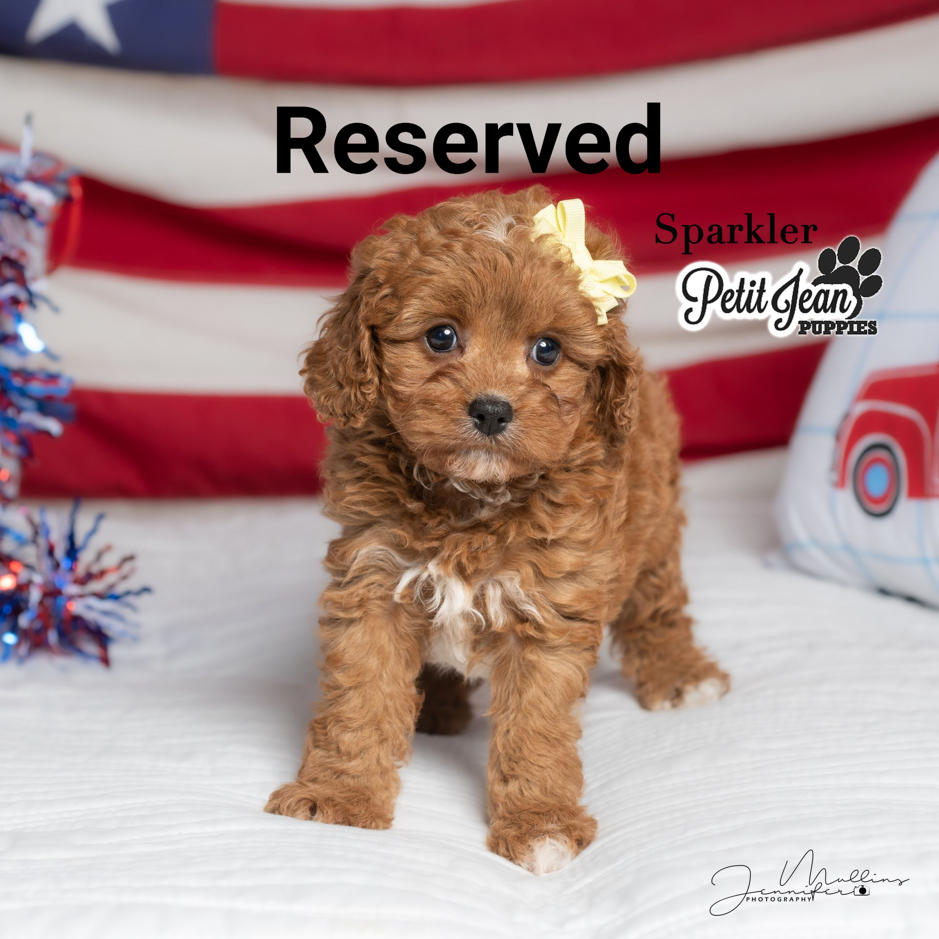 Small curly brown puppy on a white blanket with a red-and-white striped background and “Reserved” text.