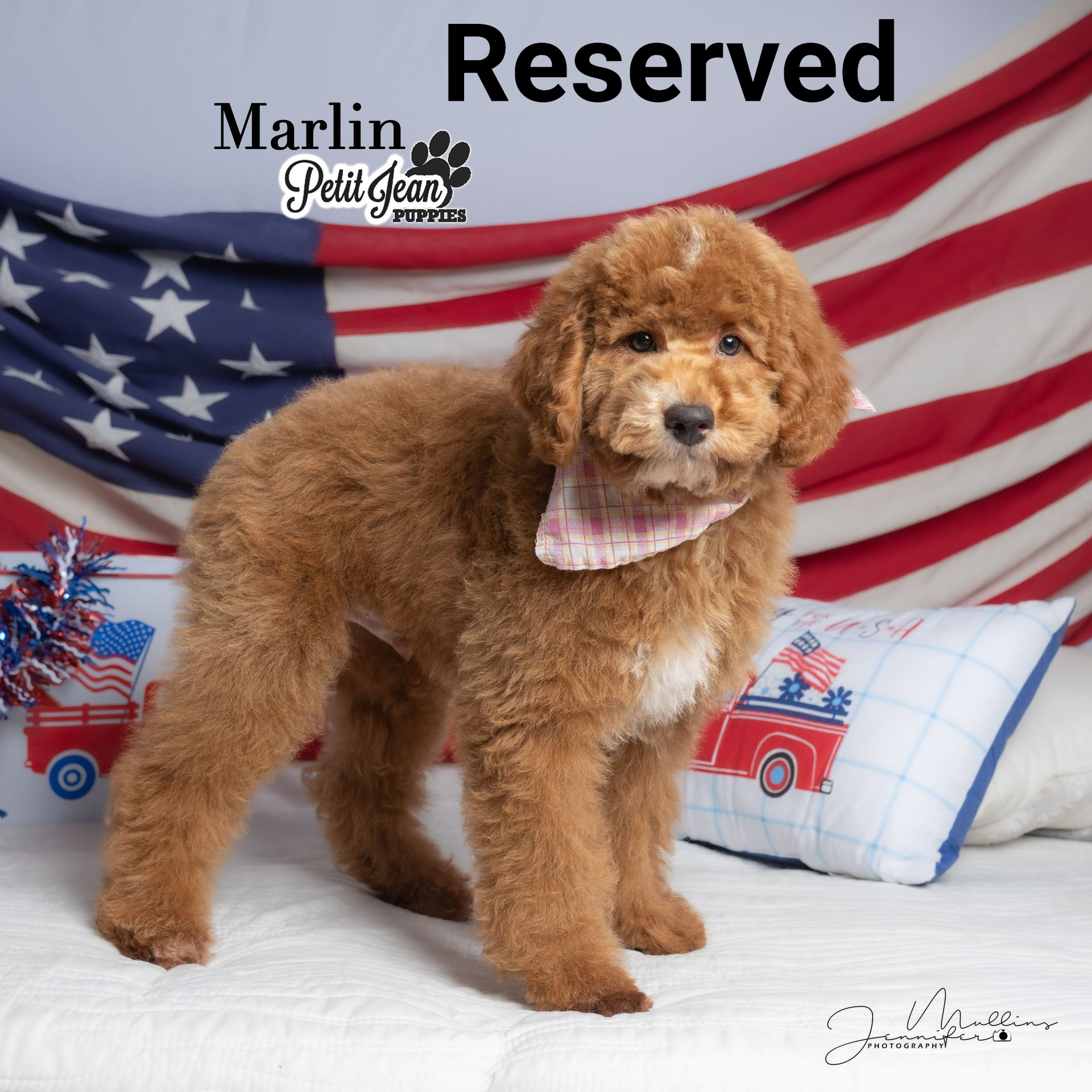 Curly brown puppy standing on a white bed in front of a U.S. flag backdrop with “Reserved” text