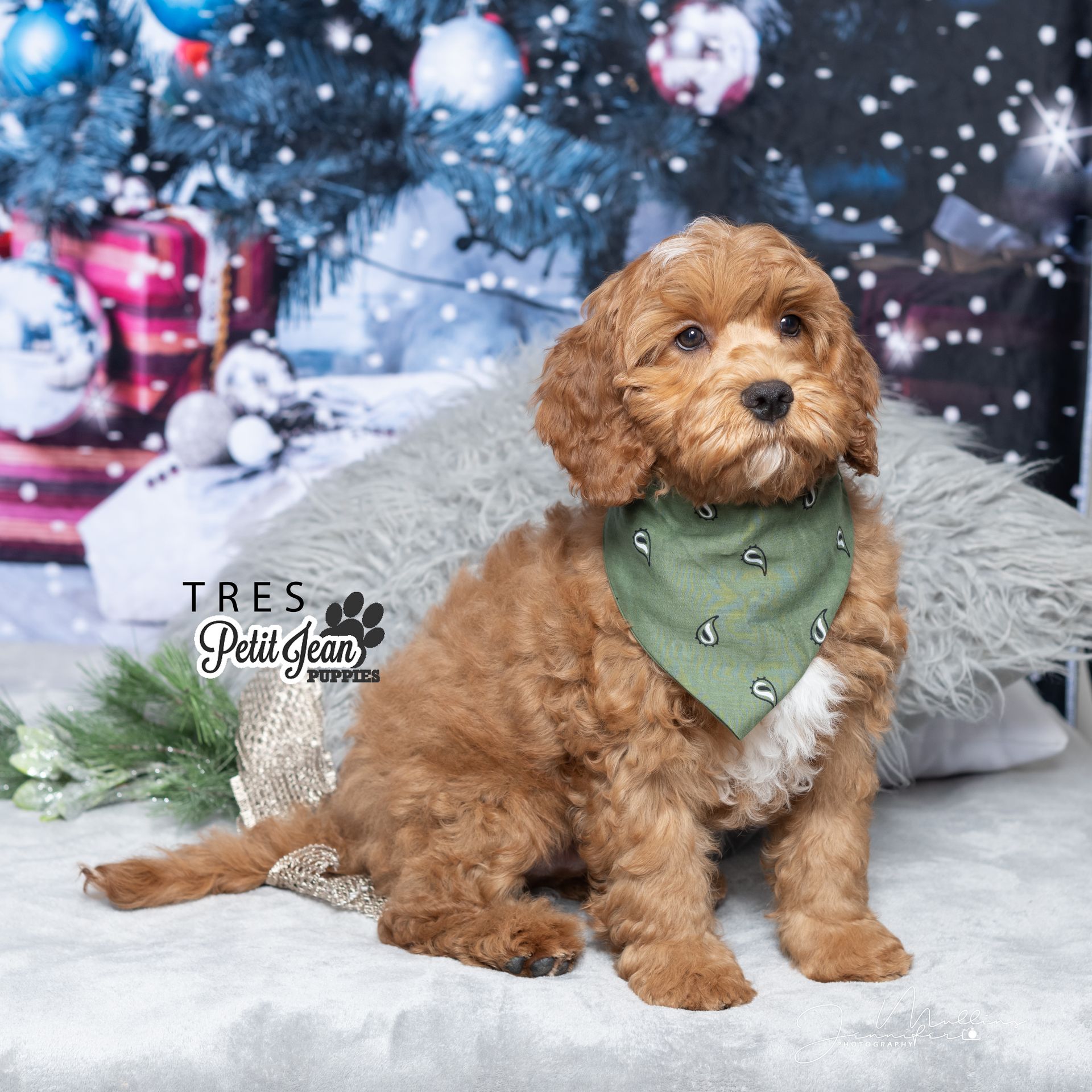 Petit Jean Puppies Goldendoodles, Cavapoos & Cavapoochons