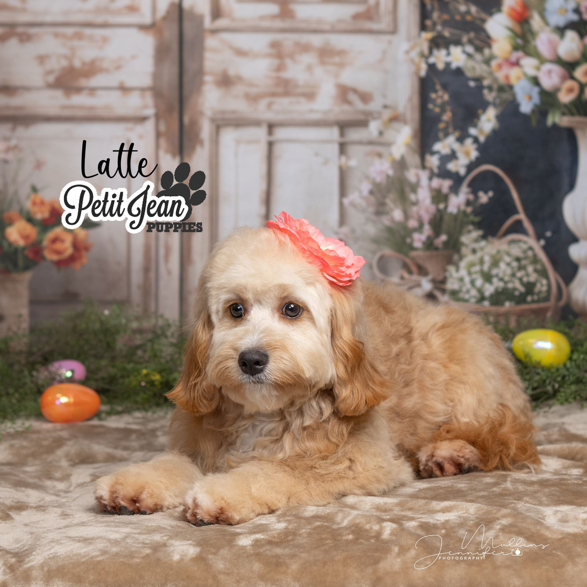 A small tan puppy with a pink bow lies down, looking forward. It's in front of a backdrop with flowers and Easter eggs.
