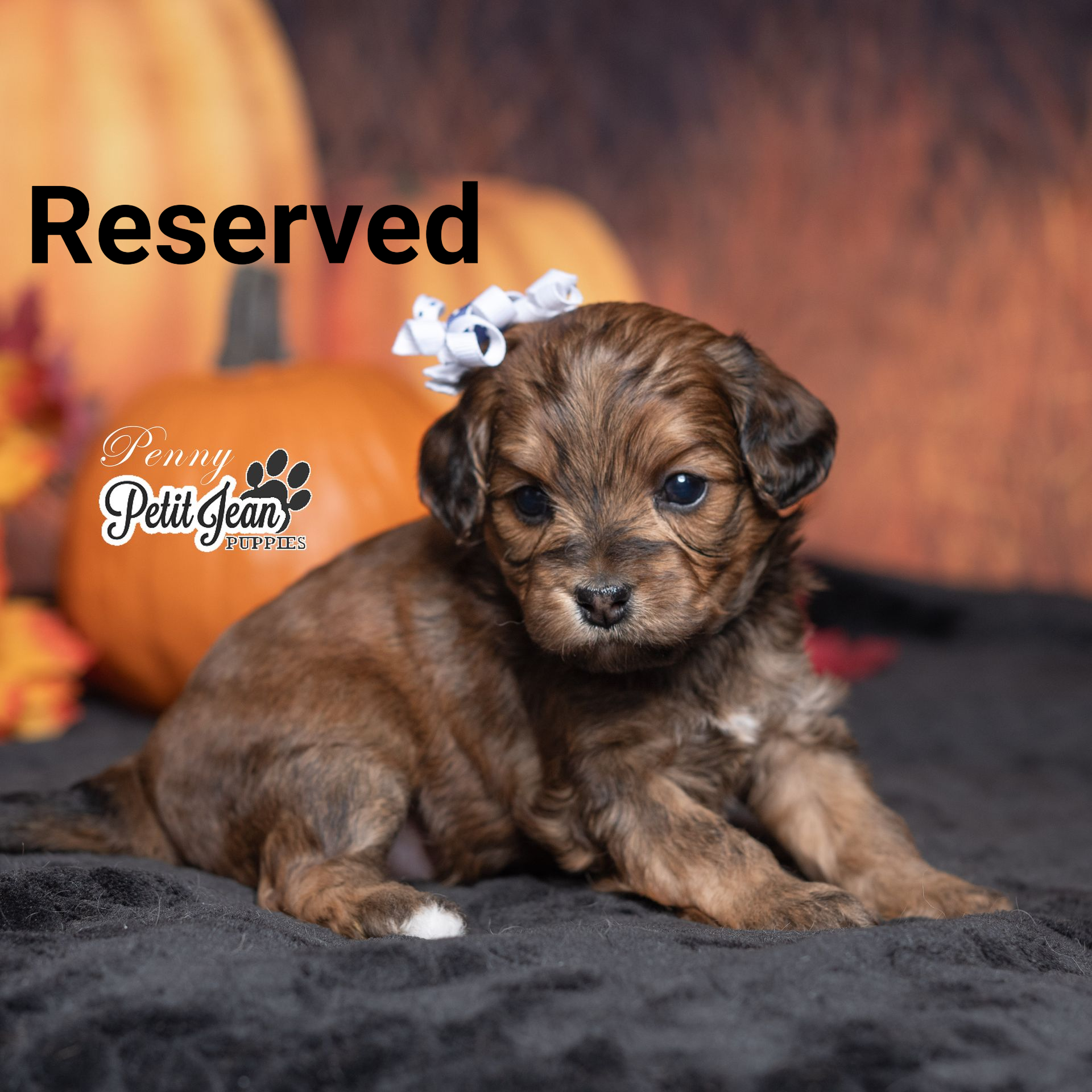 Brown puppy with a white bow on its head, with pumpkins in the background.