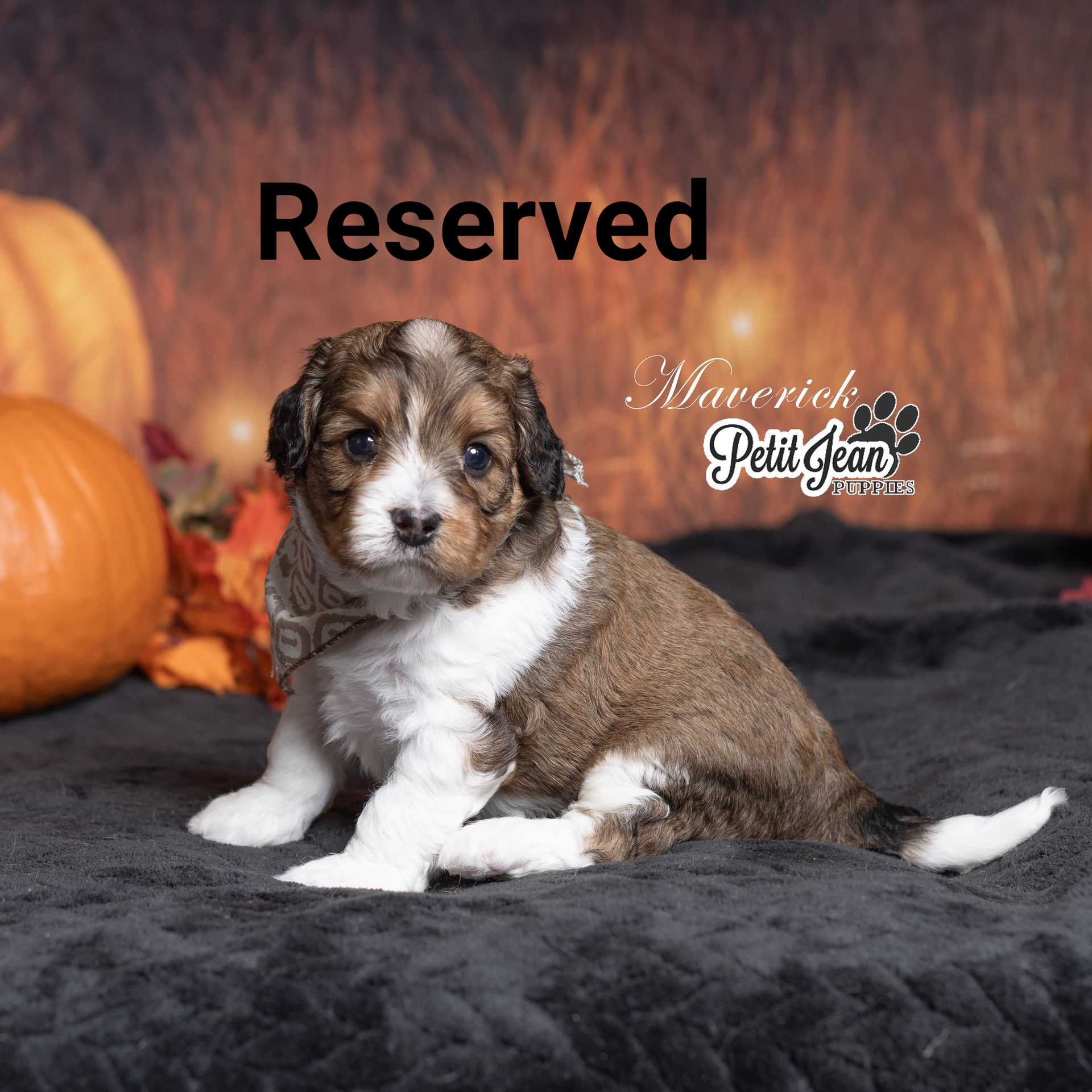A small puppy with brown and white fur,