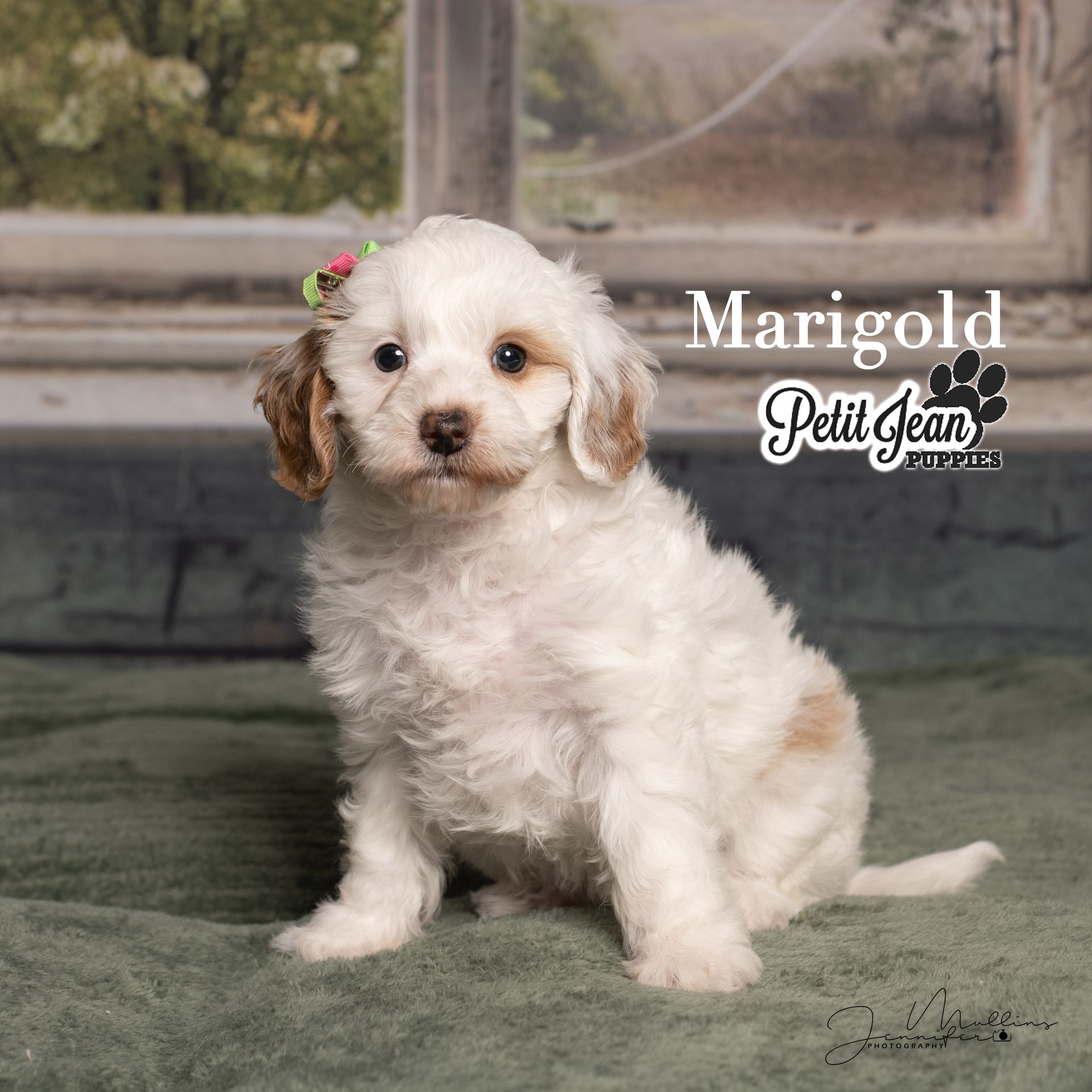 Small white-and-brown puppy sitting on a green rug by a window, with a flower clip and “Marigold” text.