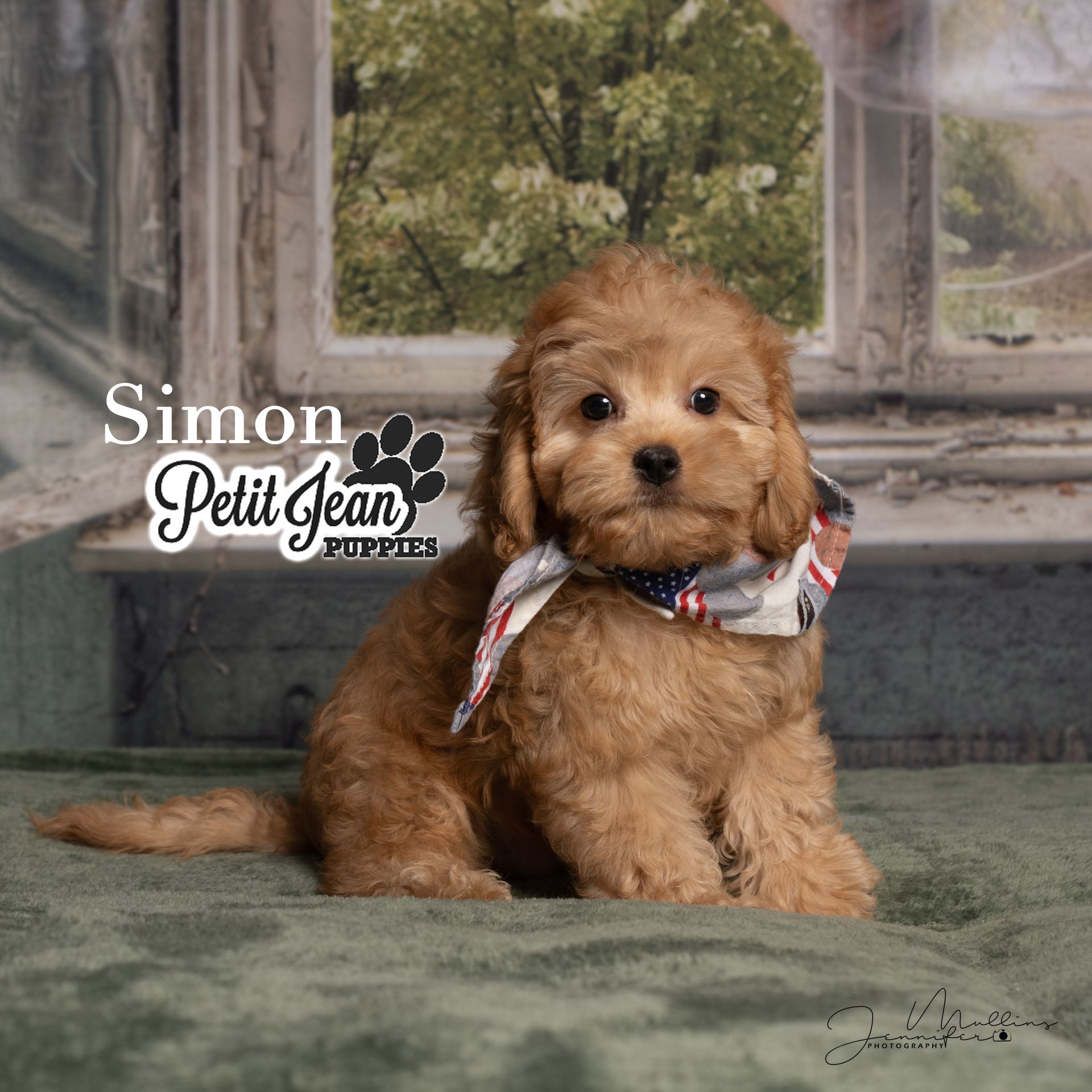 Small brown puppy with a plaid bow sitting on a green rug in front of a window.