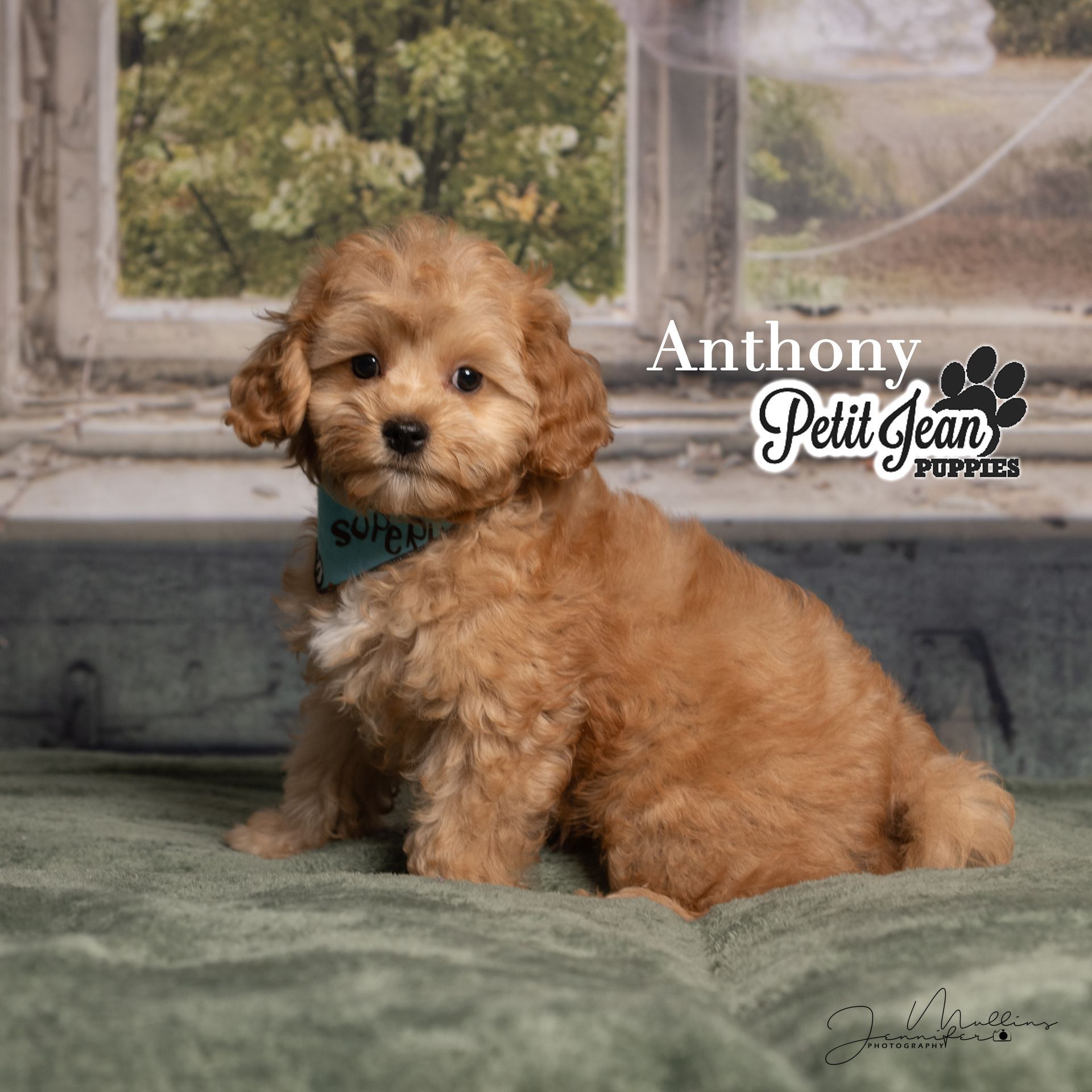 Small brown puppy sitting on a green velvet couch, wearing a teal bandana, with a windowed backdrop.
