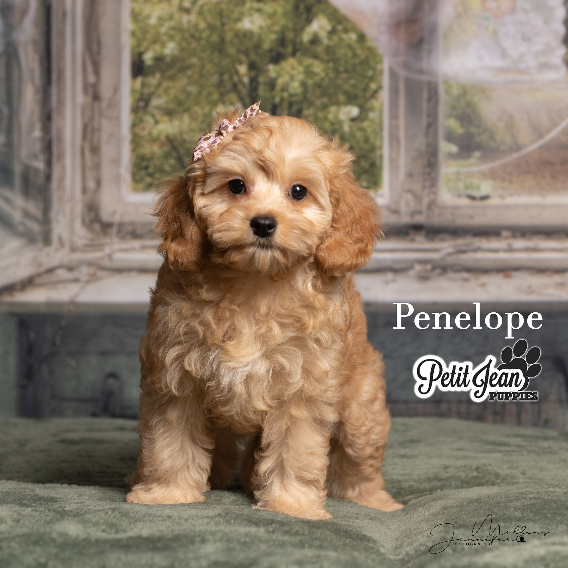 Small tan curly-haired puppy sitting indoors by a window, wearing a tiny bow.