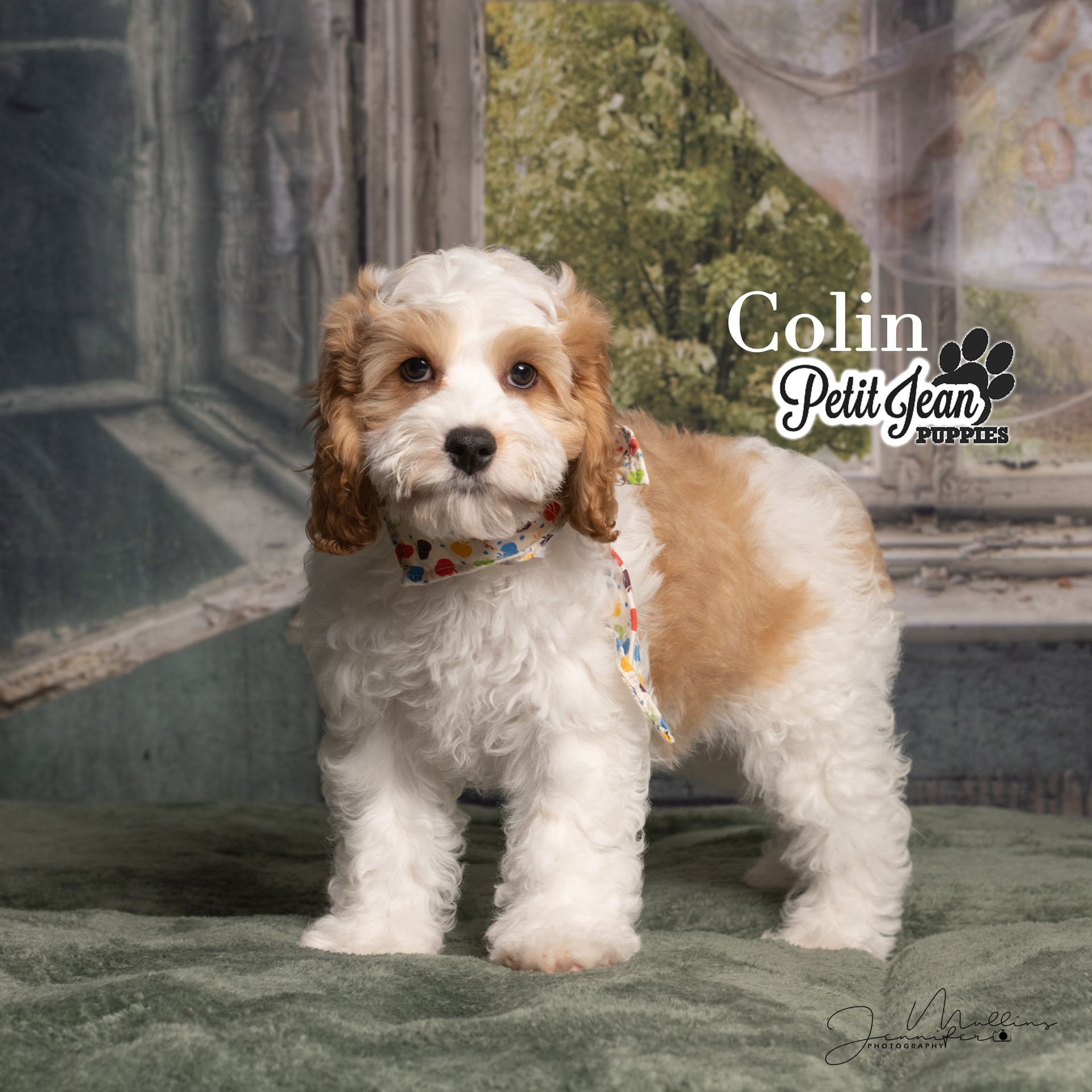 Small fluffy white-and-tan puppy standing on a green rug in front of a studio backdrop.