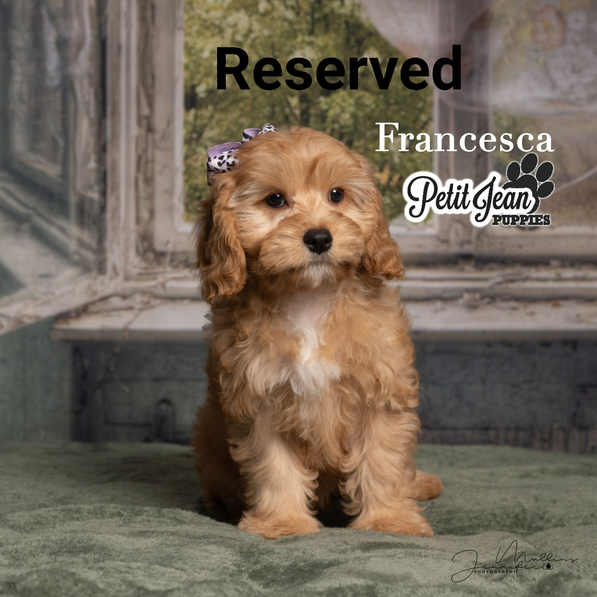Small fluffy tan puppy with a bow sitting on a stone floor against a rustic backdrop