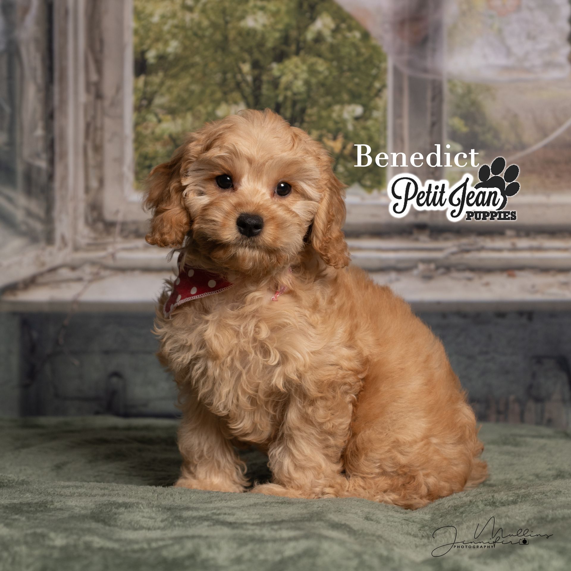 Small fluffy tan puppy sitting on a green rug indoors by a window, with a Petland-style watermark.