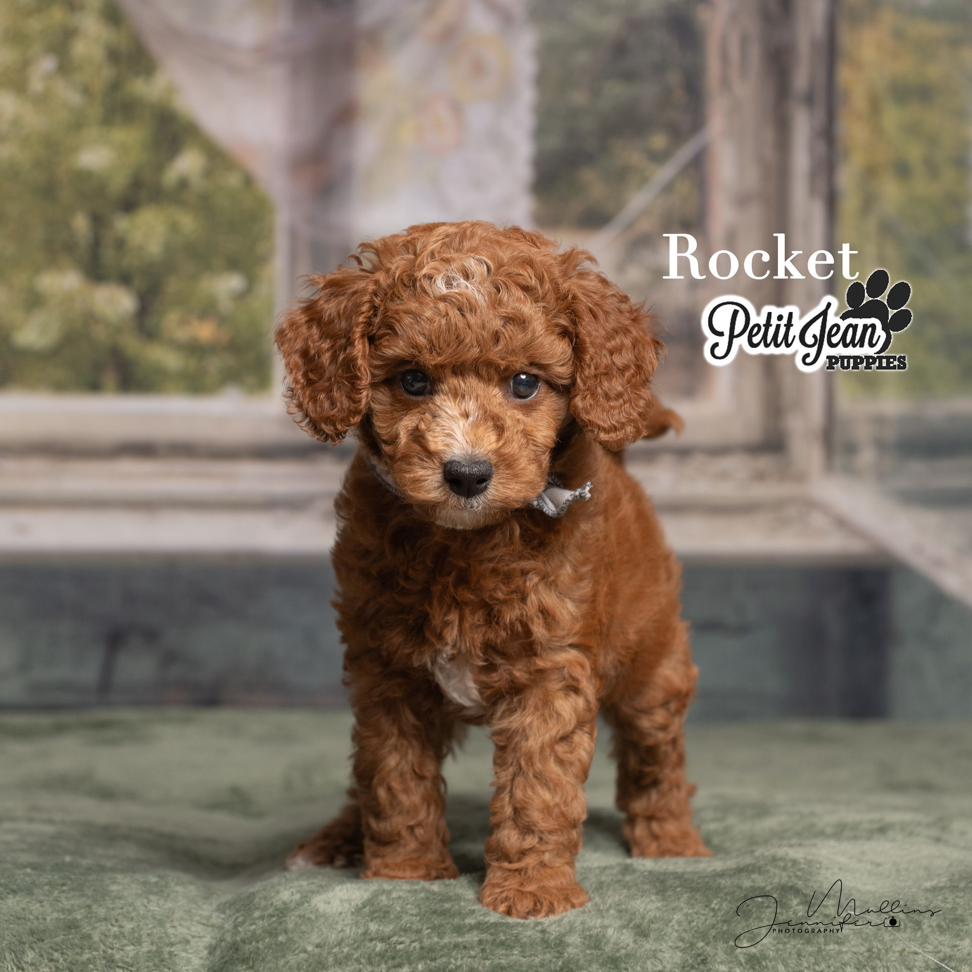 Small curly brown puppy sitting on steps, with a “Rocket Pet” logo in the corner.
