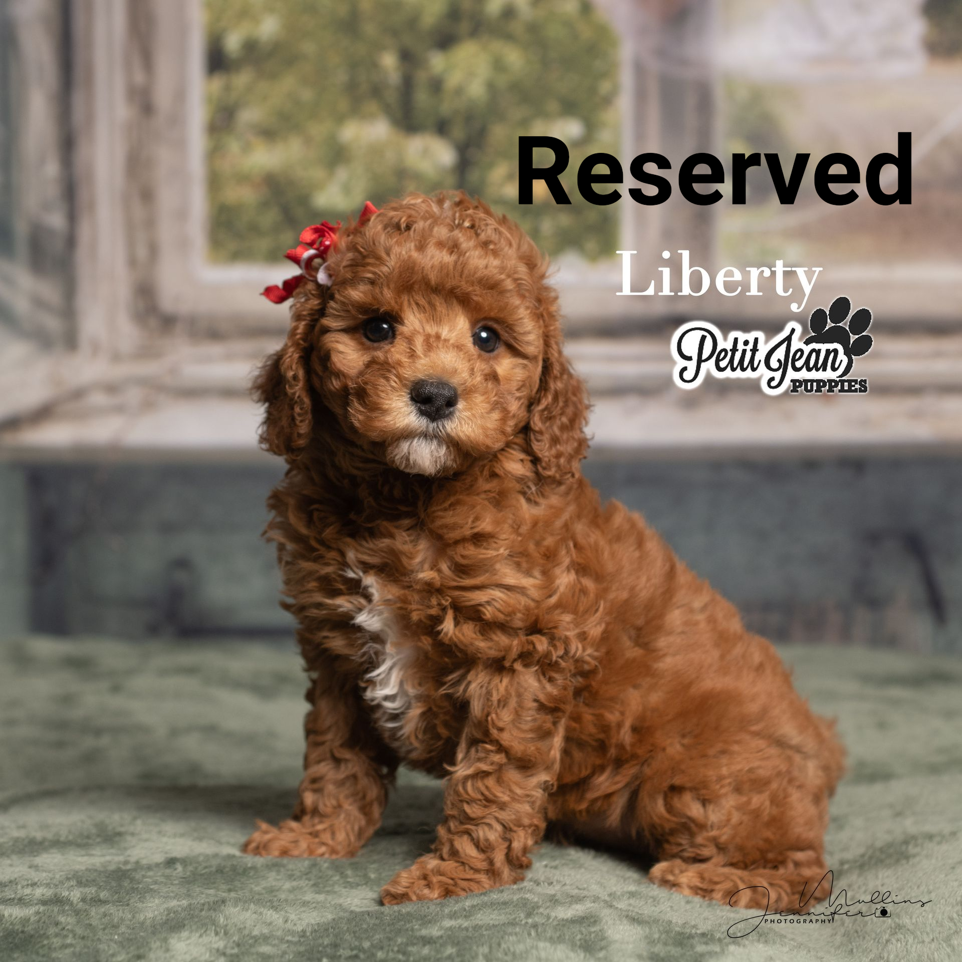 Brown curly puppy with a red bow sitting on a stone floor, with 