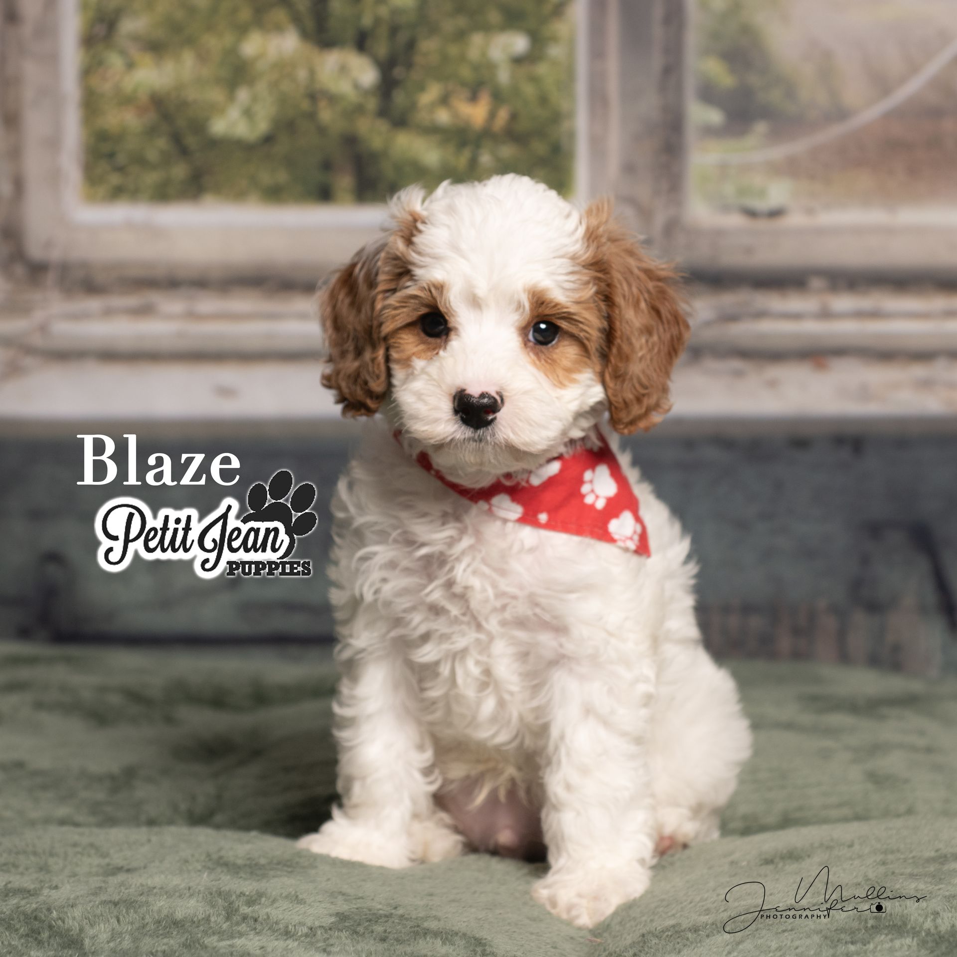 Fluffy white-and-brown puppy wearing a red bandana, sitting indoors against a window backdrop