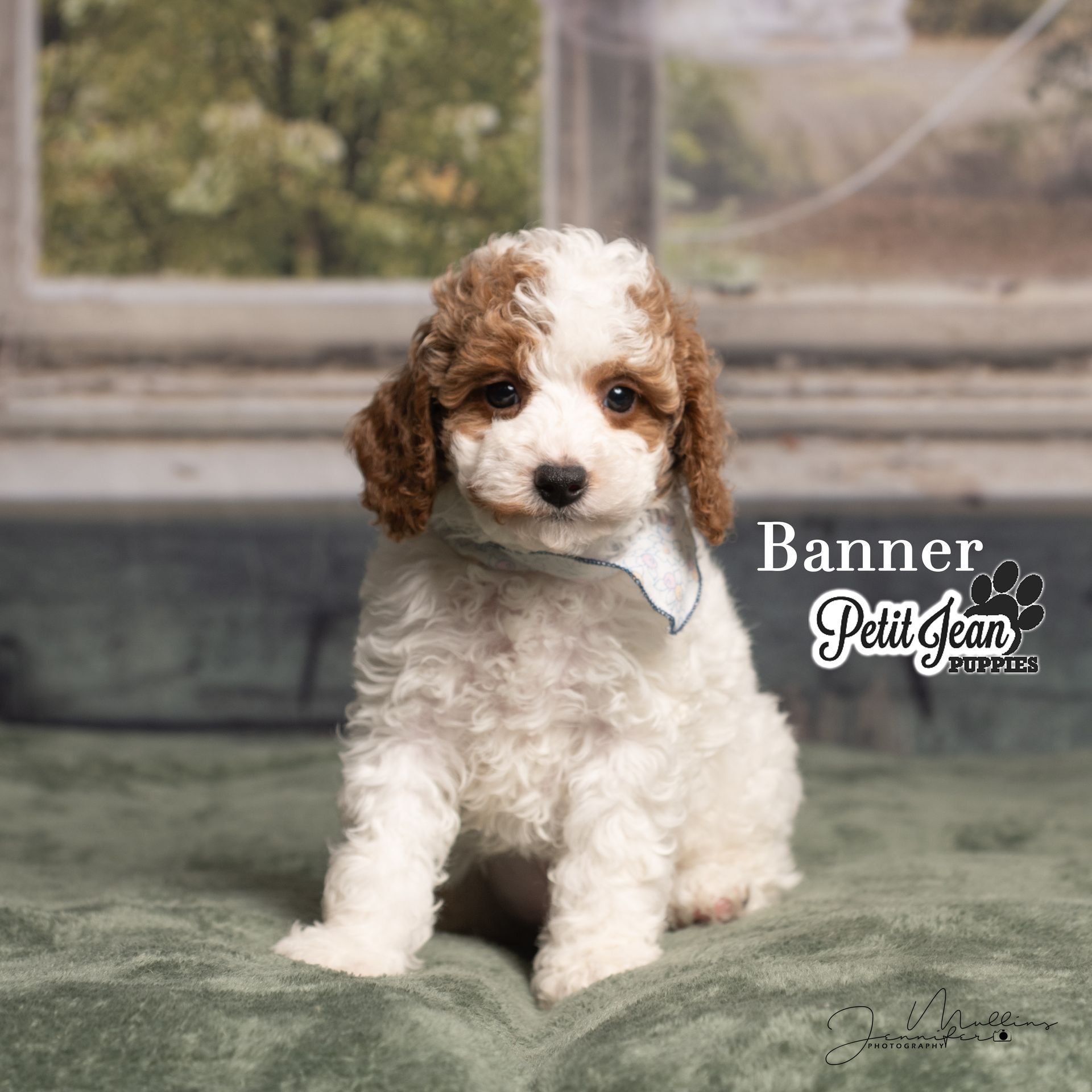 Curly white-and-brown puppy sitting on a stone step with a “Banner PetiJean” watermark