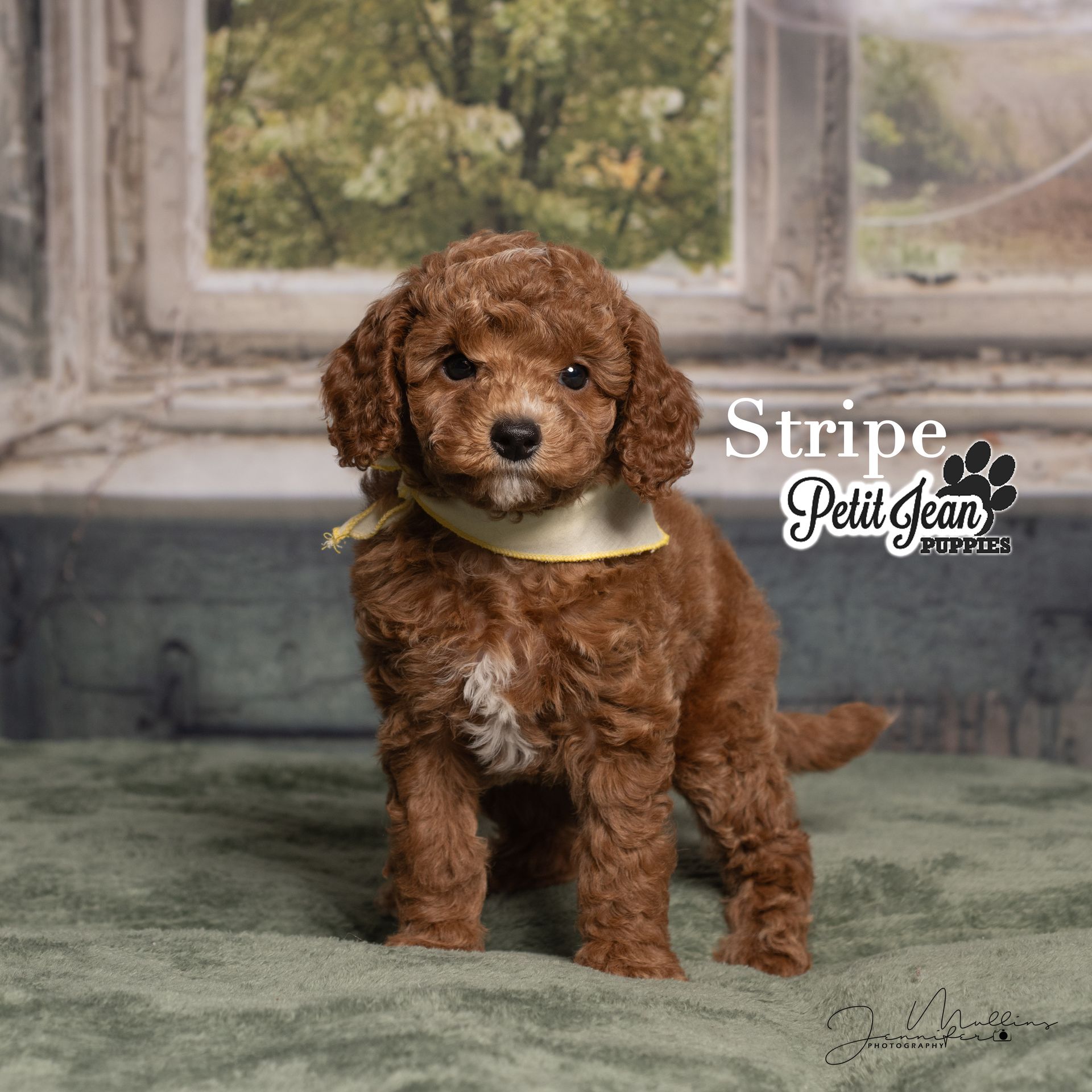 Small curly brown poodle puppy standing on a green backdrop with a window and “Stripe Deli D…” logo.