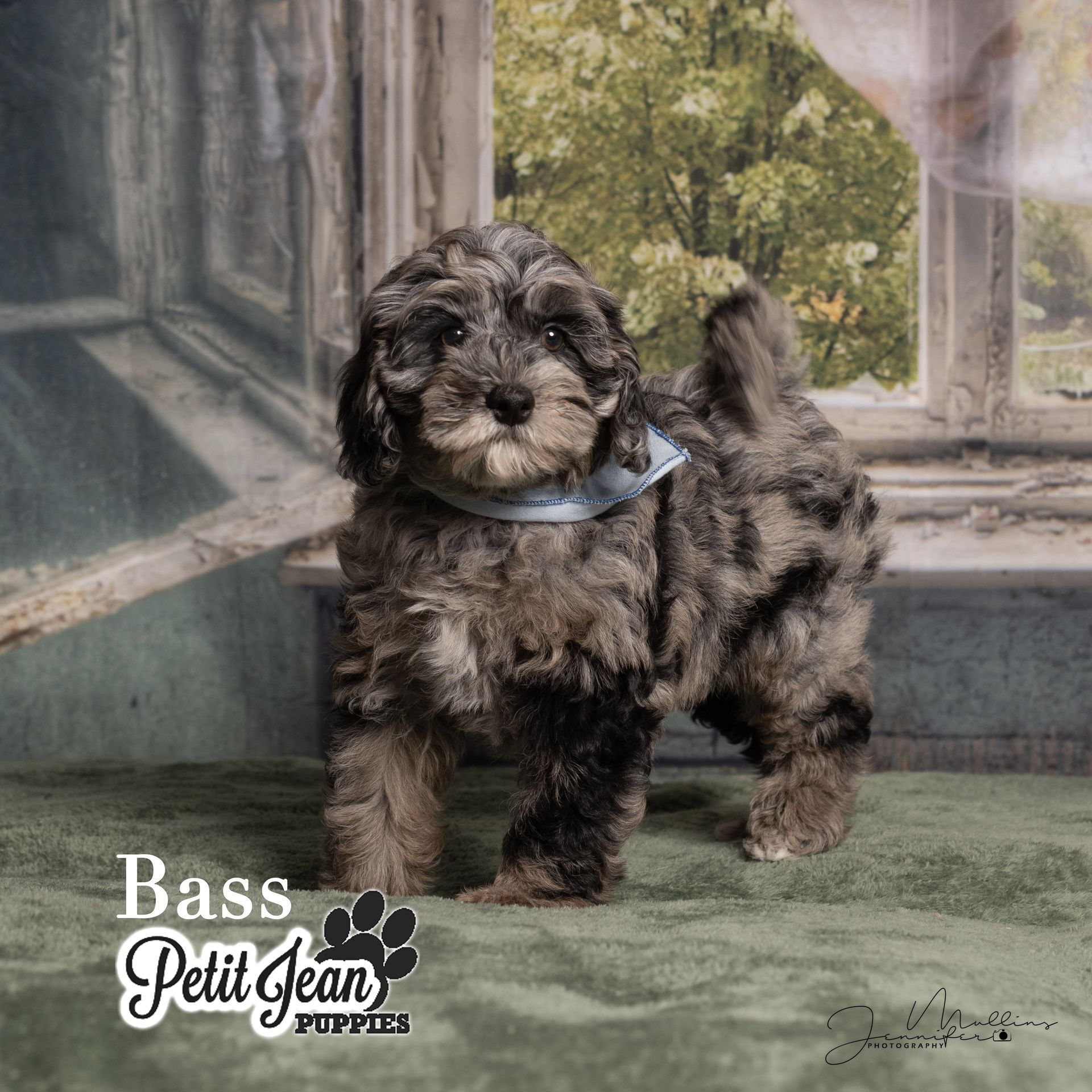 Small fluffy black puppy wearing a blue bandana, standing indoors by a window with a Bass Petit Jean logo.