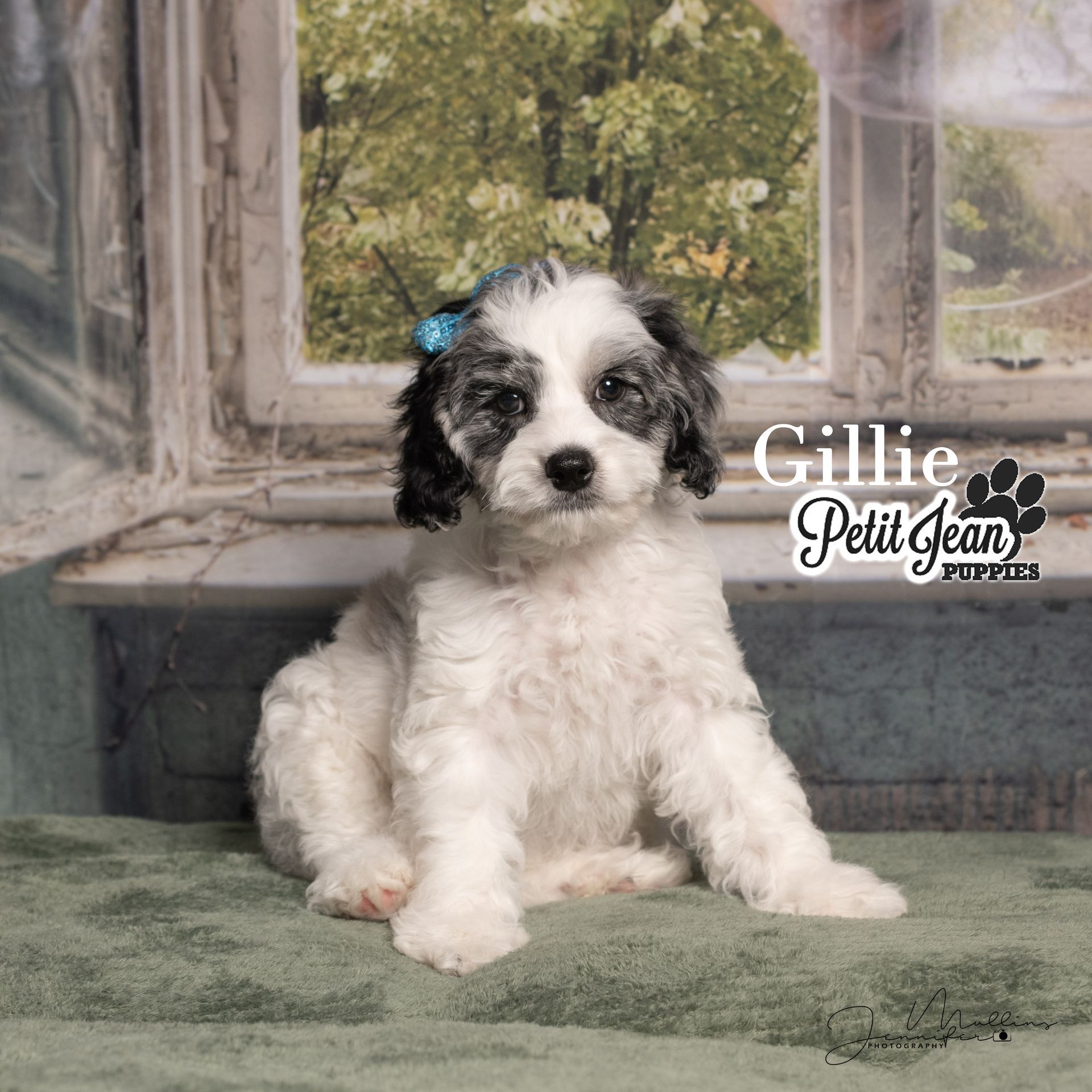 Black-and-white fluffy puppy with a blue bow sitting on a green rug by a window.