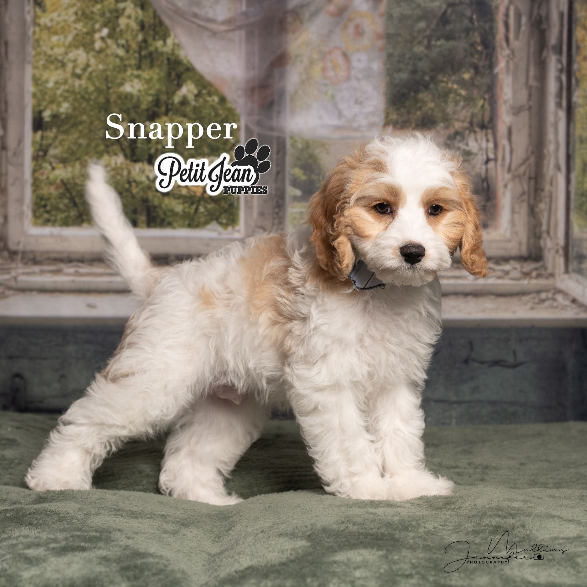 Fluffy white-and-brown puppy standing on a green rug in front of a window