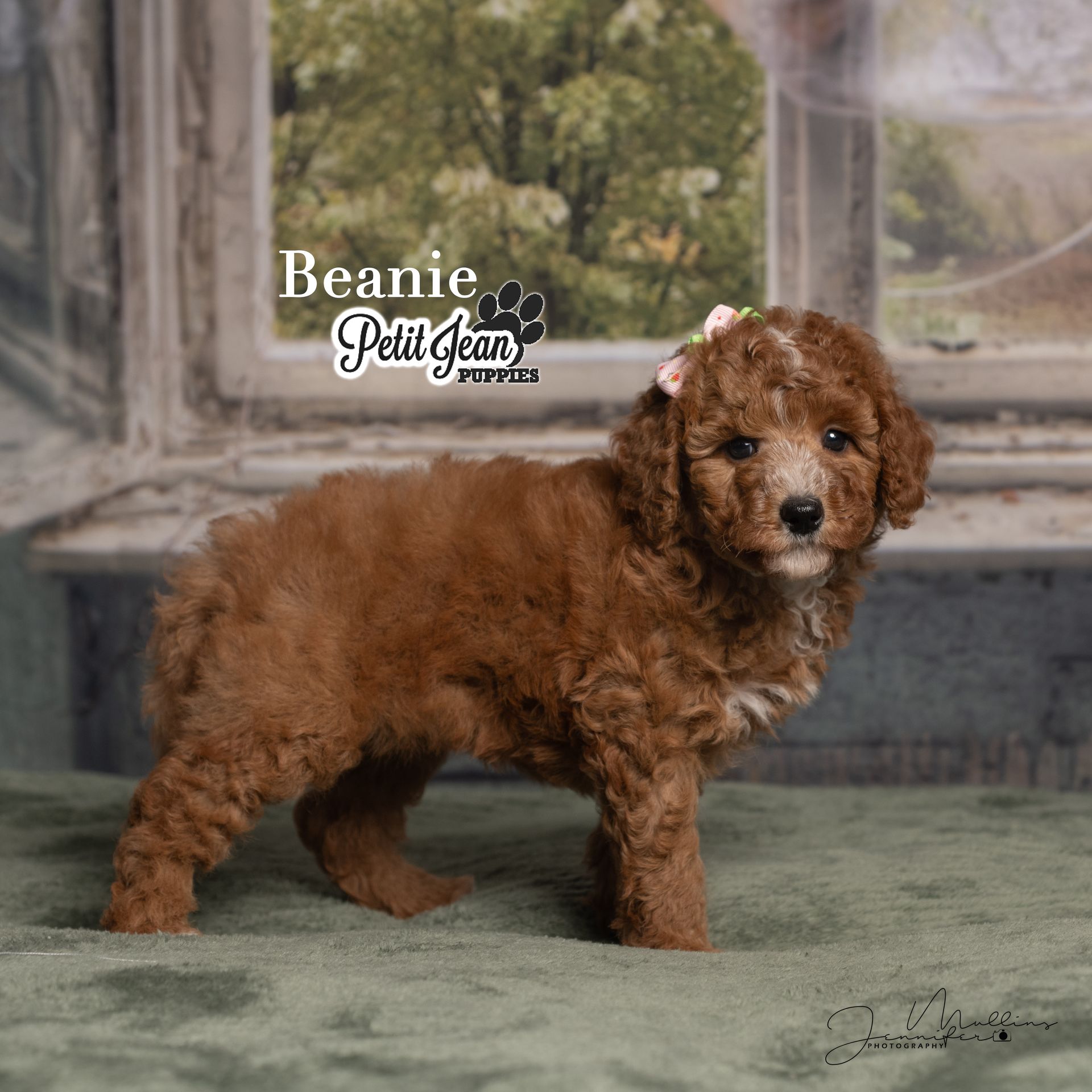 Small curly brown puppy standing on a green rug in a rustic indoor setting.