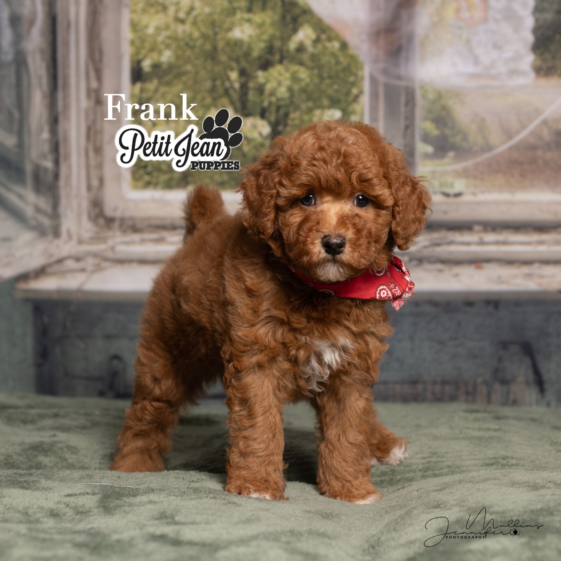 Small curly brown puppy wearing a red bandana, standing on a green blanket in front of a fountain backdrop.