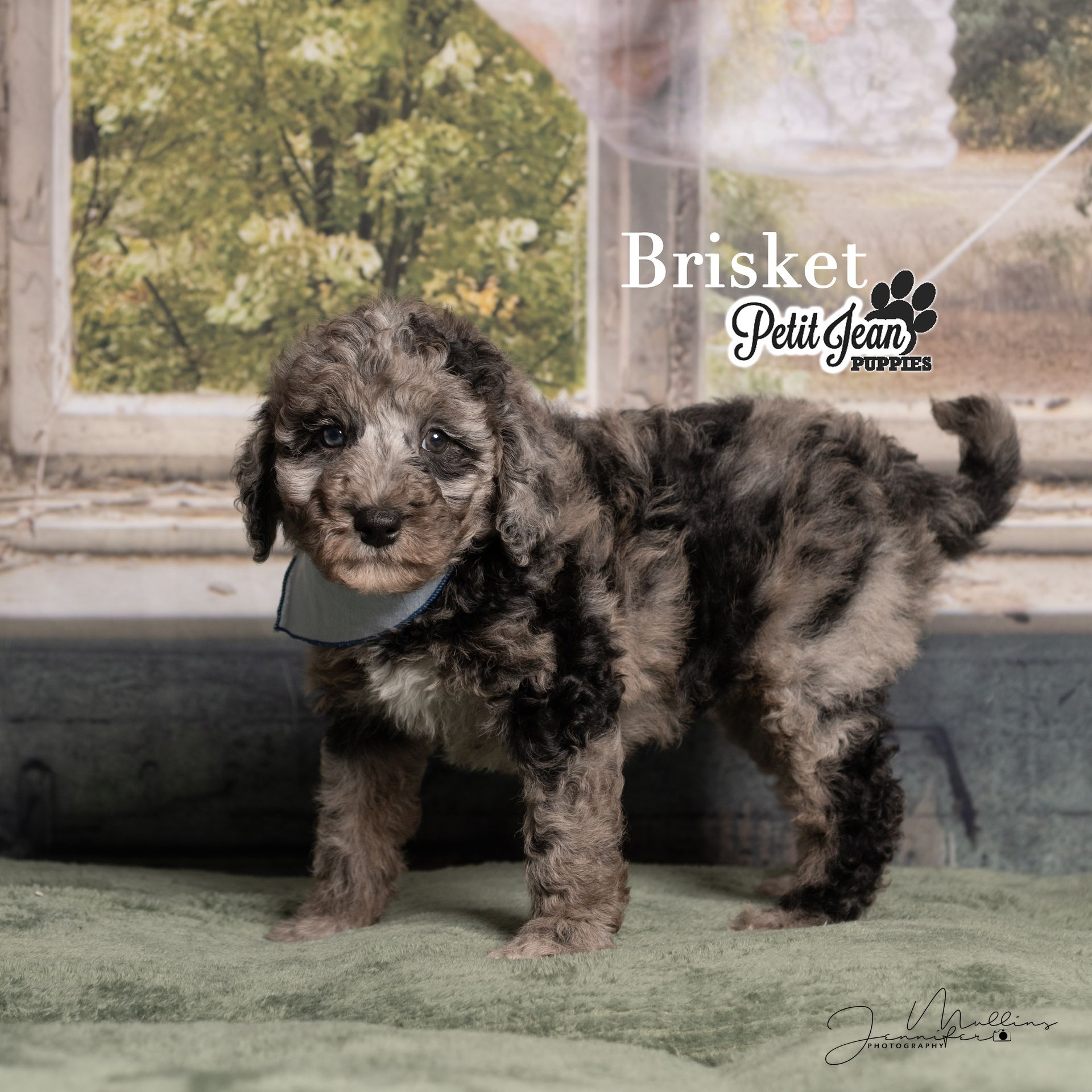 Small fluffy black-and-gray puppy standing indoors on a green rug, with “Brisket” text overlay.