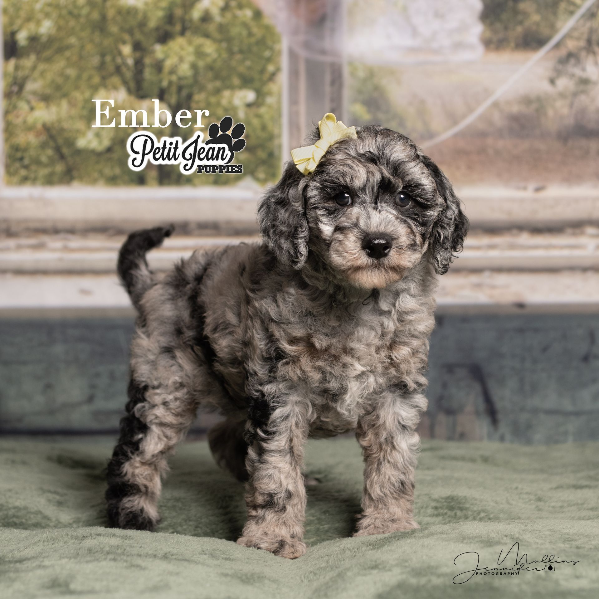 Small gray-and-black curly puppy standing indoors on a blanket, with a logo watermark in the corner.