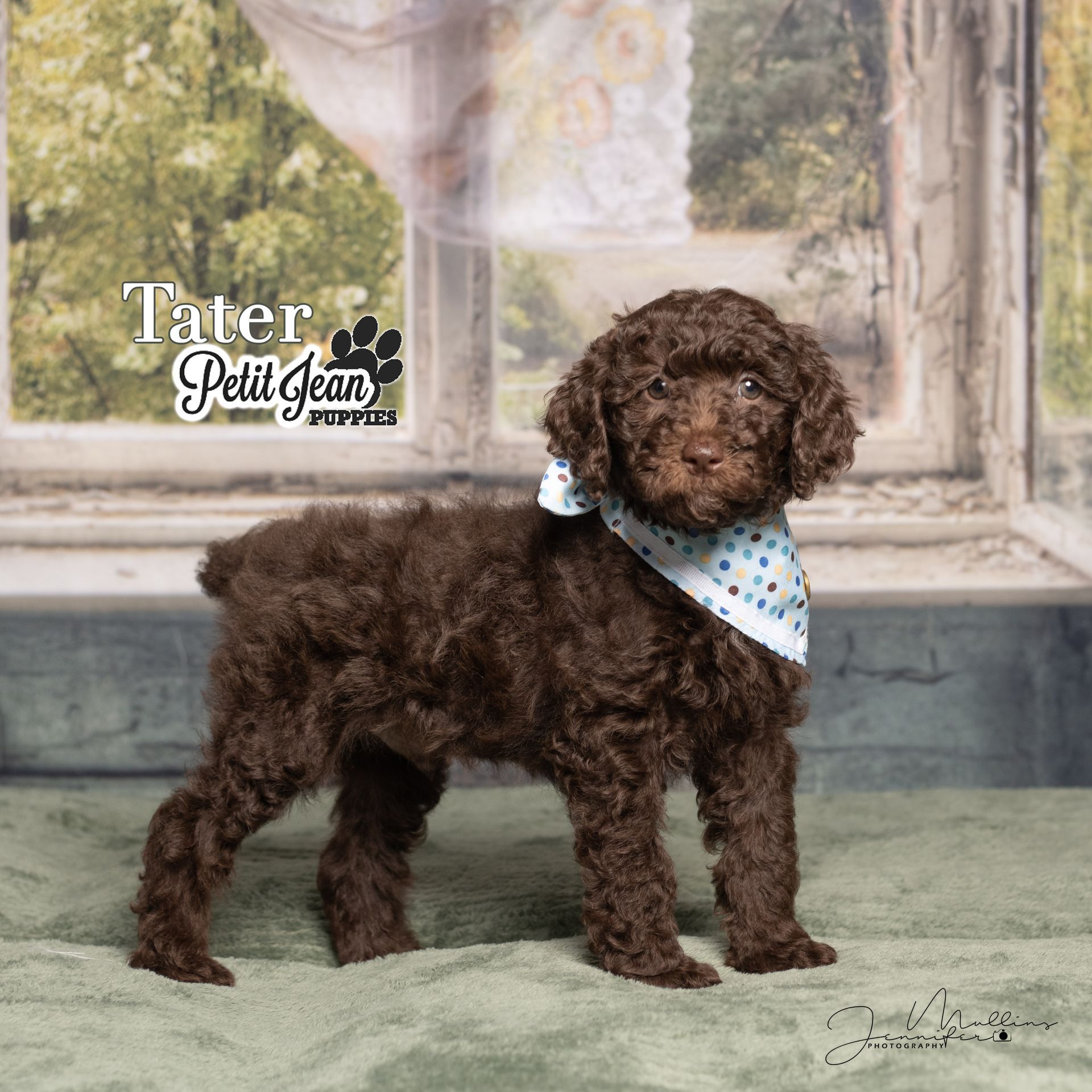 Brown curly puppy wearing a blue bandana, standing indoors before a rustic window.