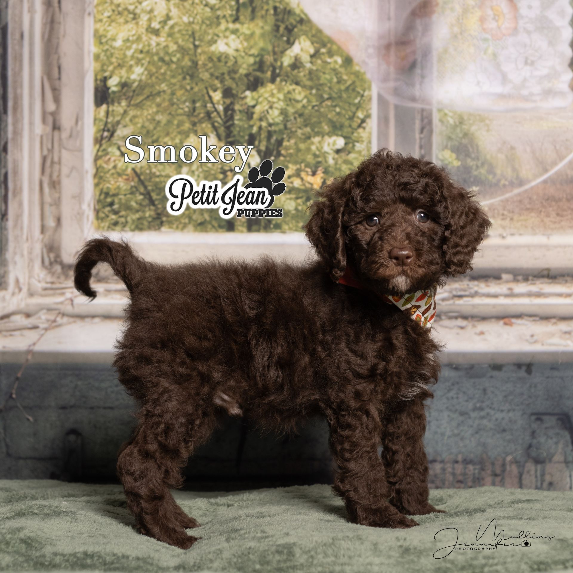 Small curly brown puppy standing on a rug by a window, with “Smoke” and “Petit Jean” text in the background