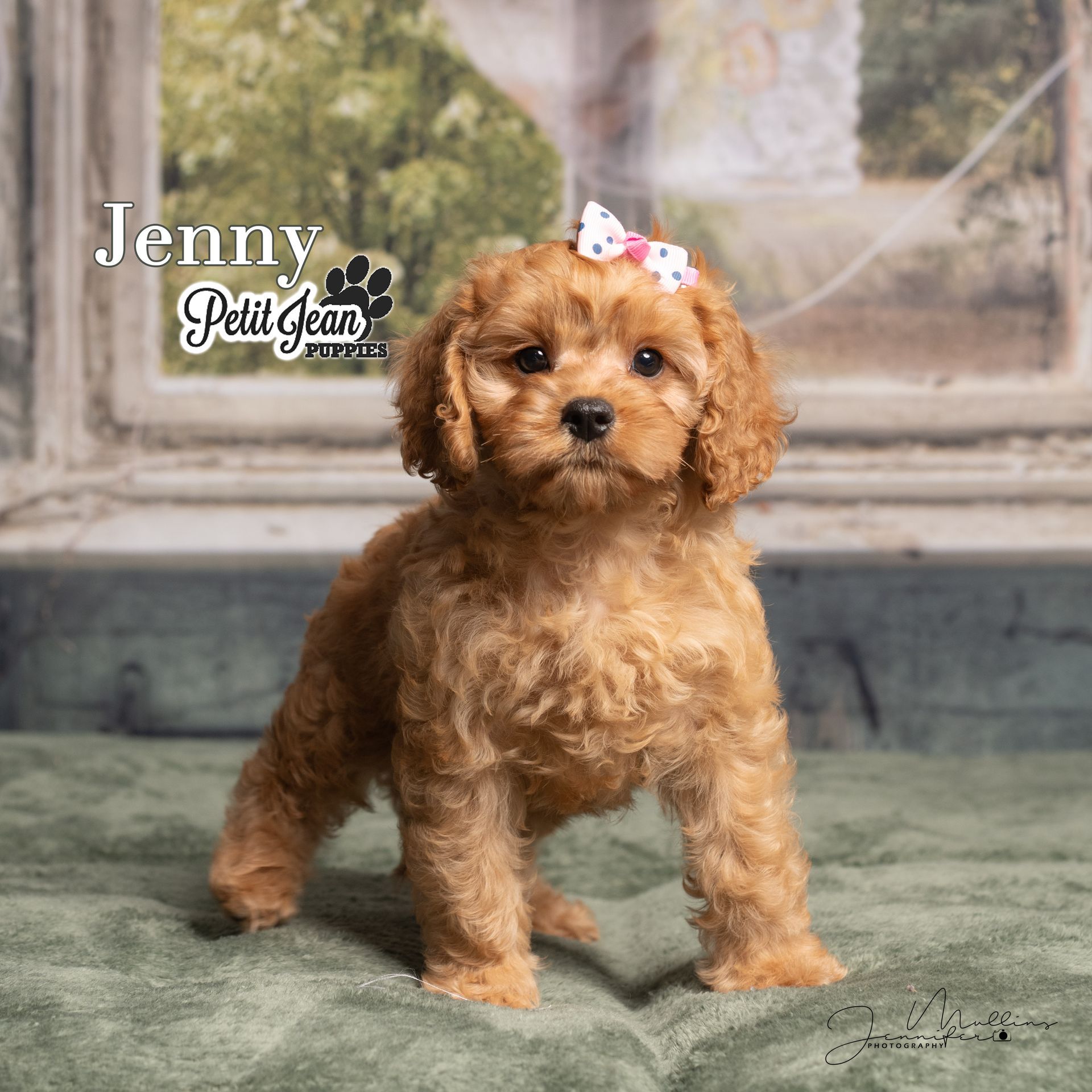 Curly brown puppy with a pink bow standing on a green rug indoors, with Jenny Petit Jean logo.