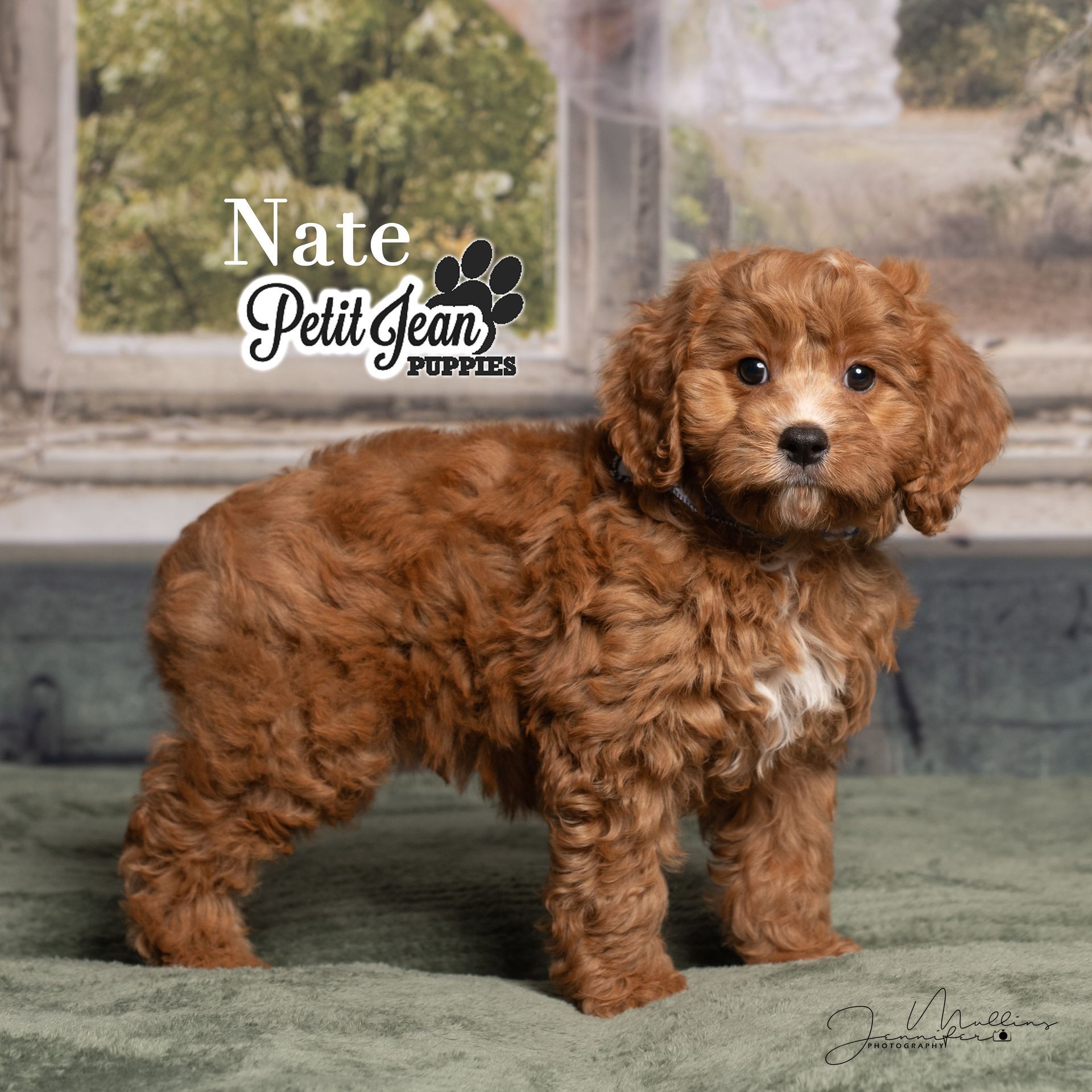 Small curly brown puppy standing on a green rug in front of a window, with “Nate Petit Jean Puppies” text.