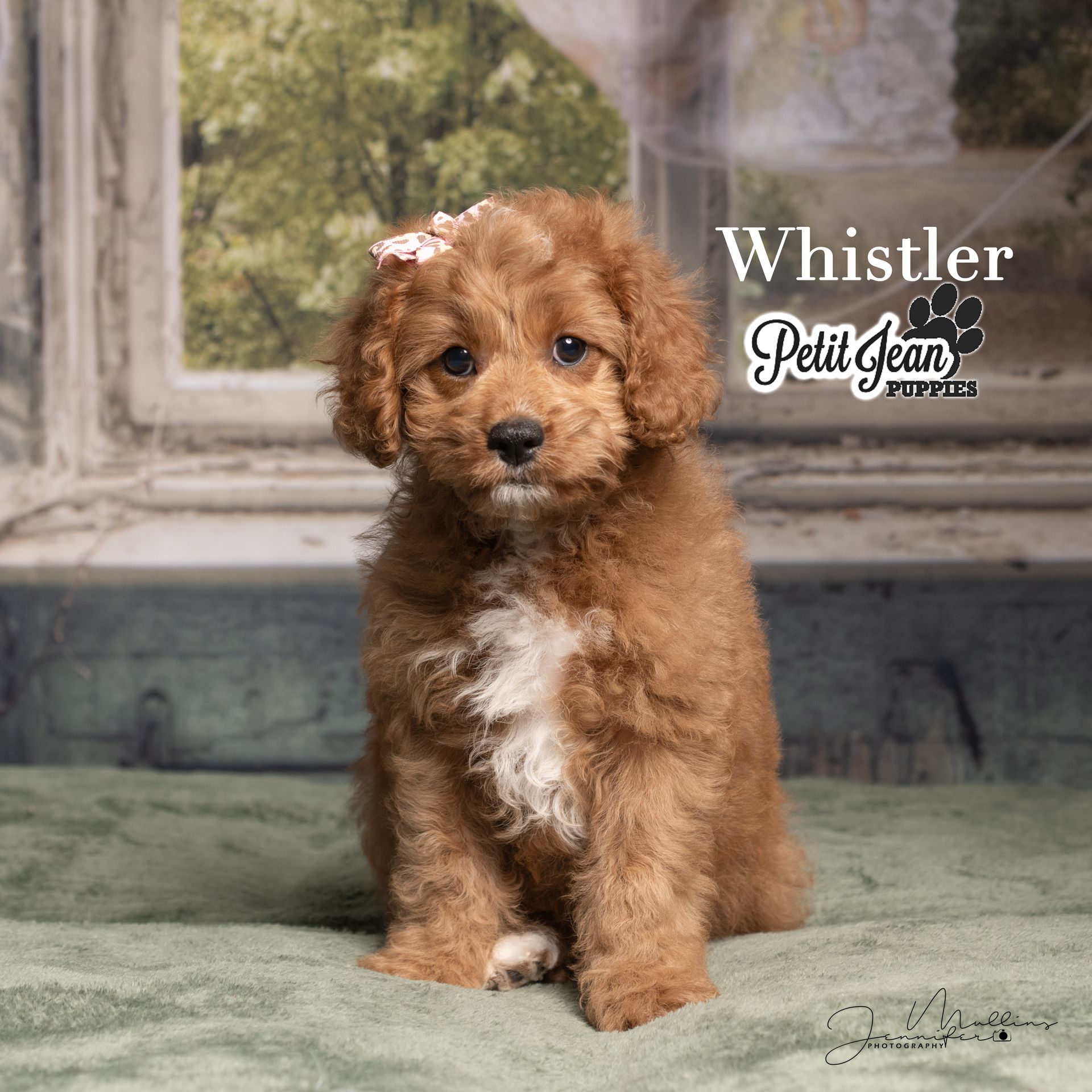 Small brown puppy sitting on a green rug in front of a window, with “Whistler Petit Jean” text beside it