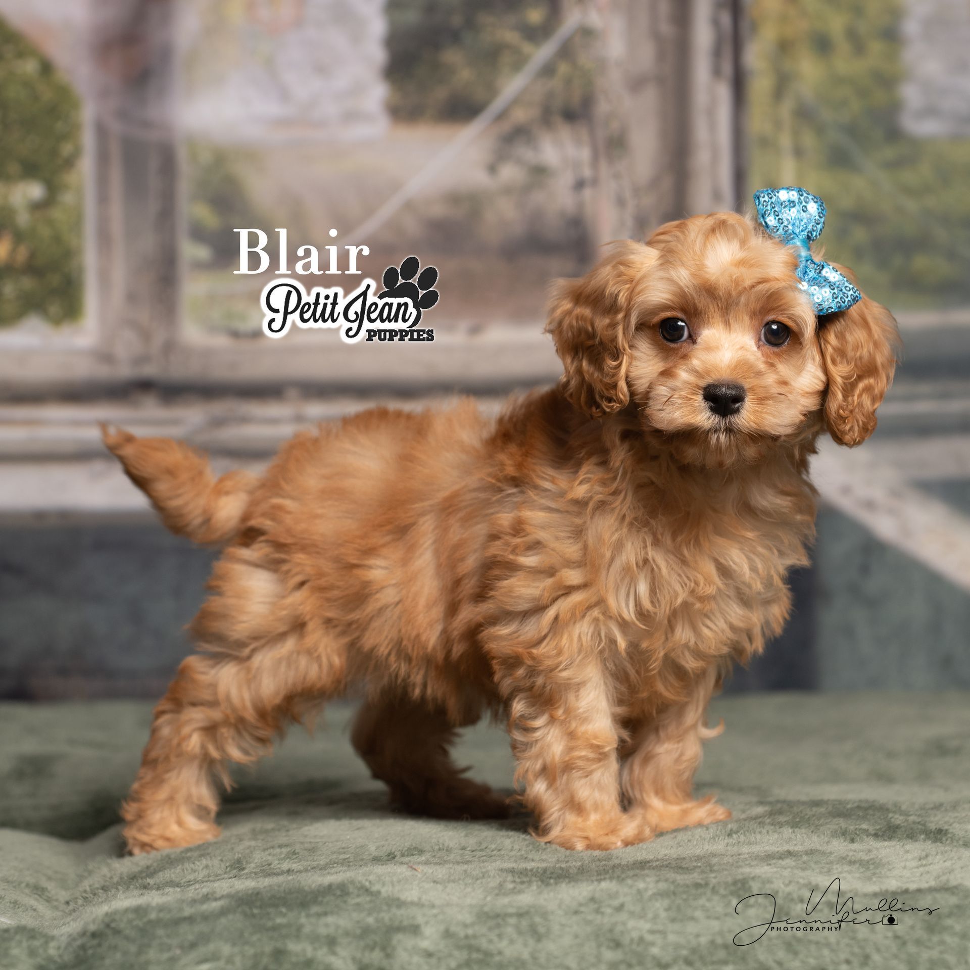 Small brown puppy with a blue bow standing on a green blanket in a studio setting