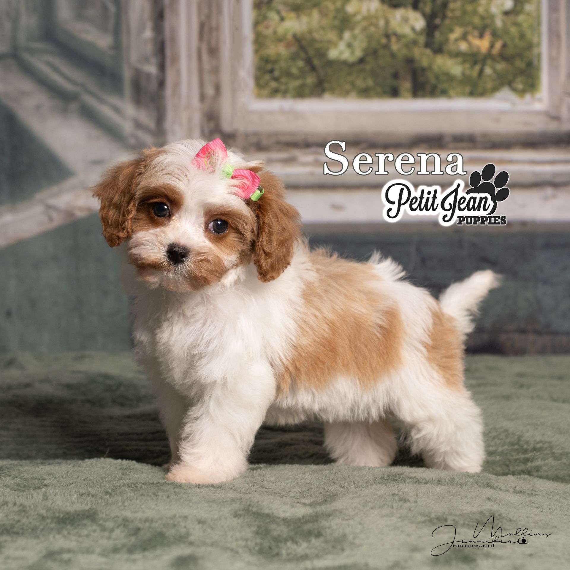Small white and tan puppy with a pink flower bow standing on a green rug indoors